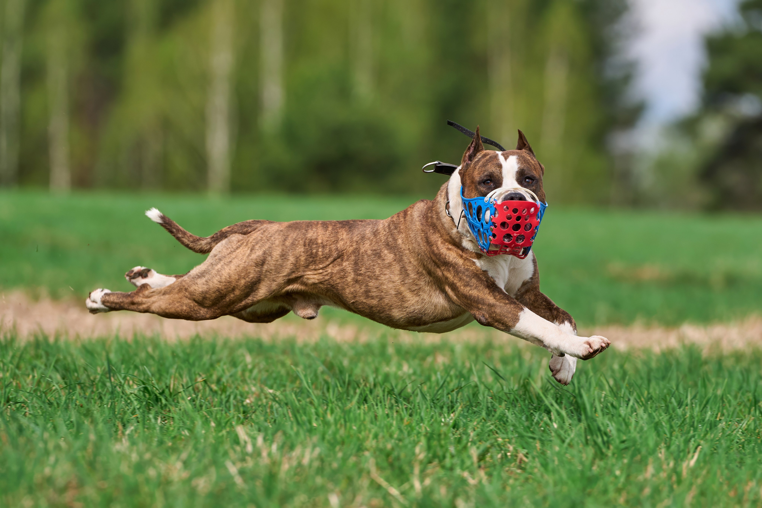 Тренировка по курсингу «на Ярославке». Фотограф-анималист Михаил Манухин