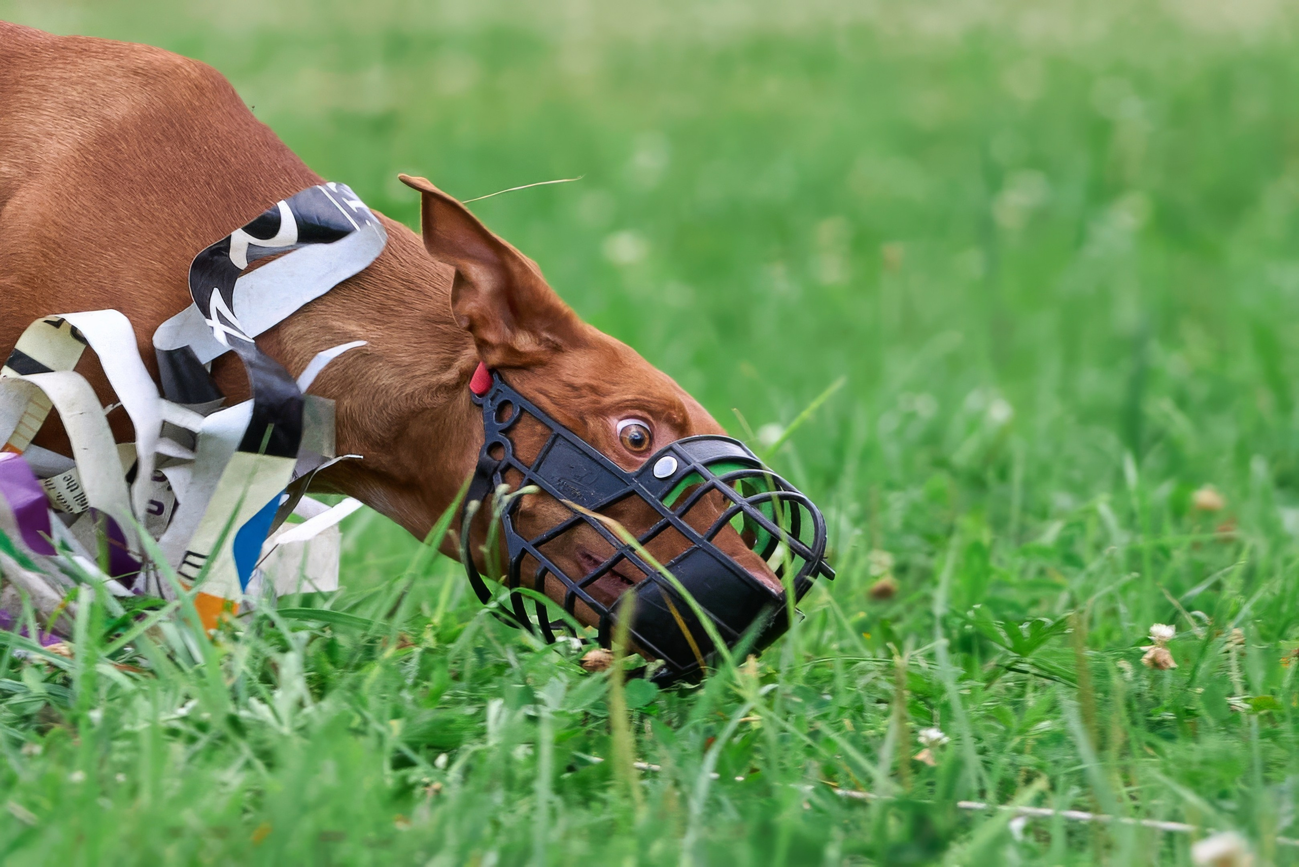 Тренировка в Донино. Фотограф-анималист Михаил Манухин