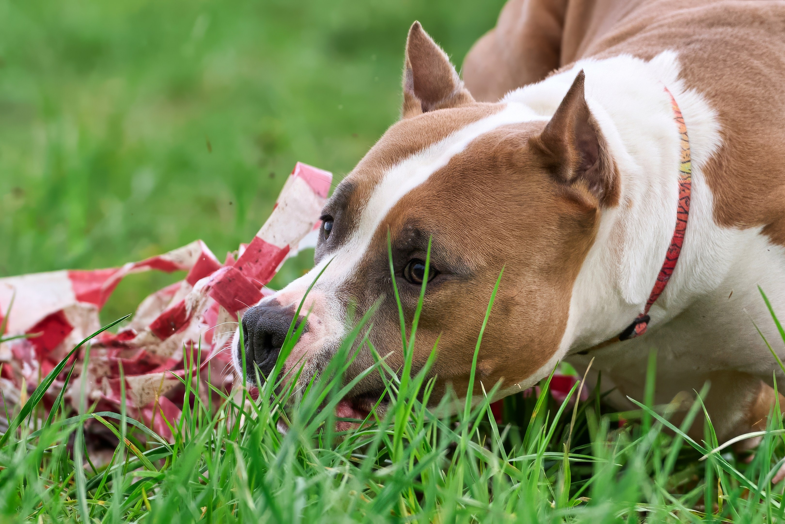 Тренировка по курсингу «на Ярославке». Фотограф-анималист Михаил Манухин