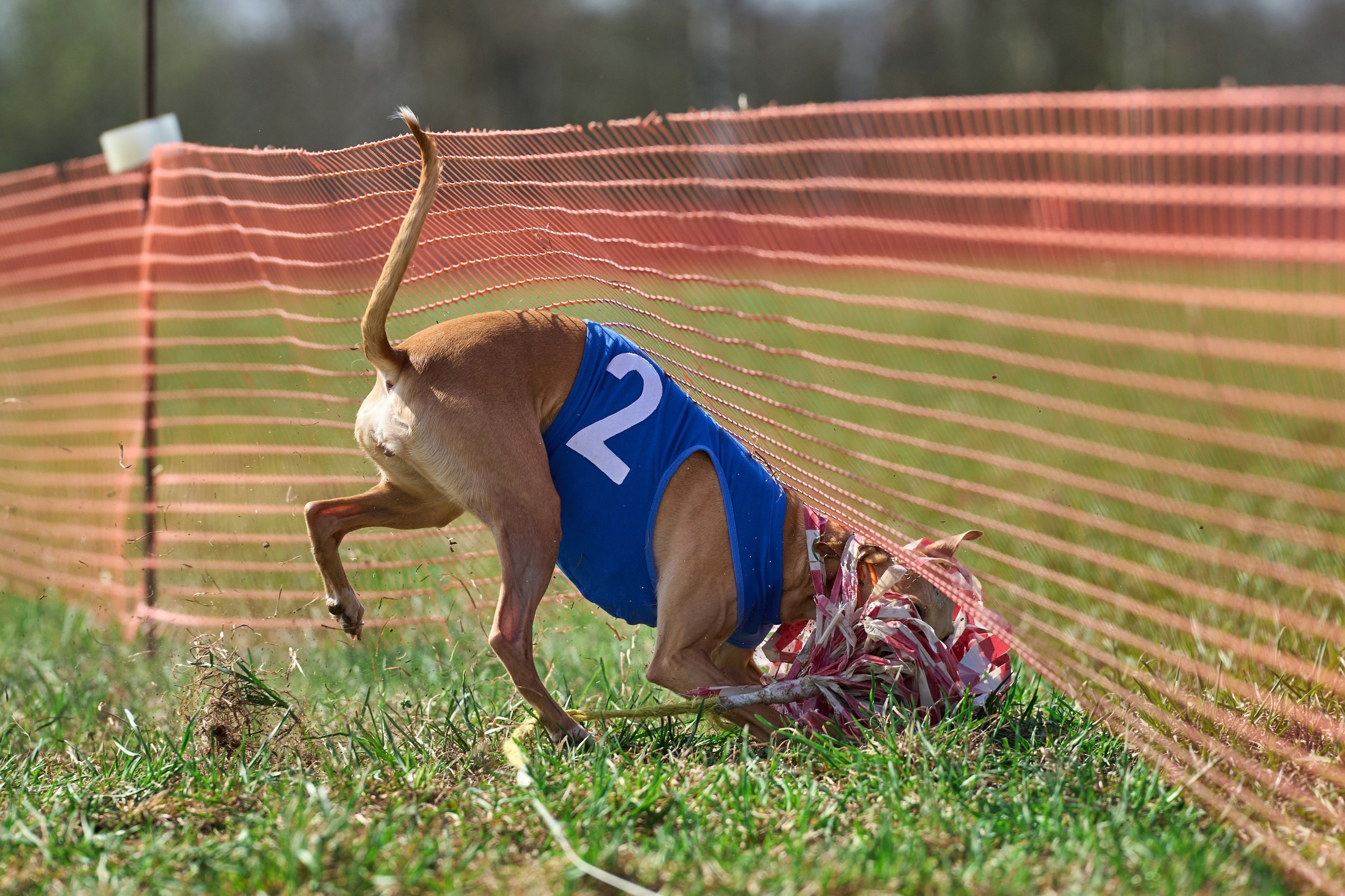 Квалификация по рейсингу. Фотограф-анималист Михаил Манухин