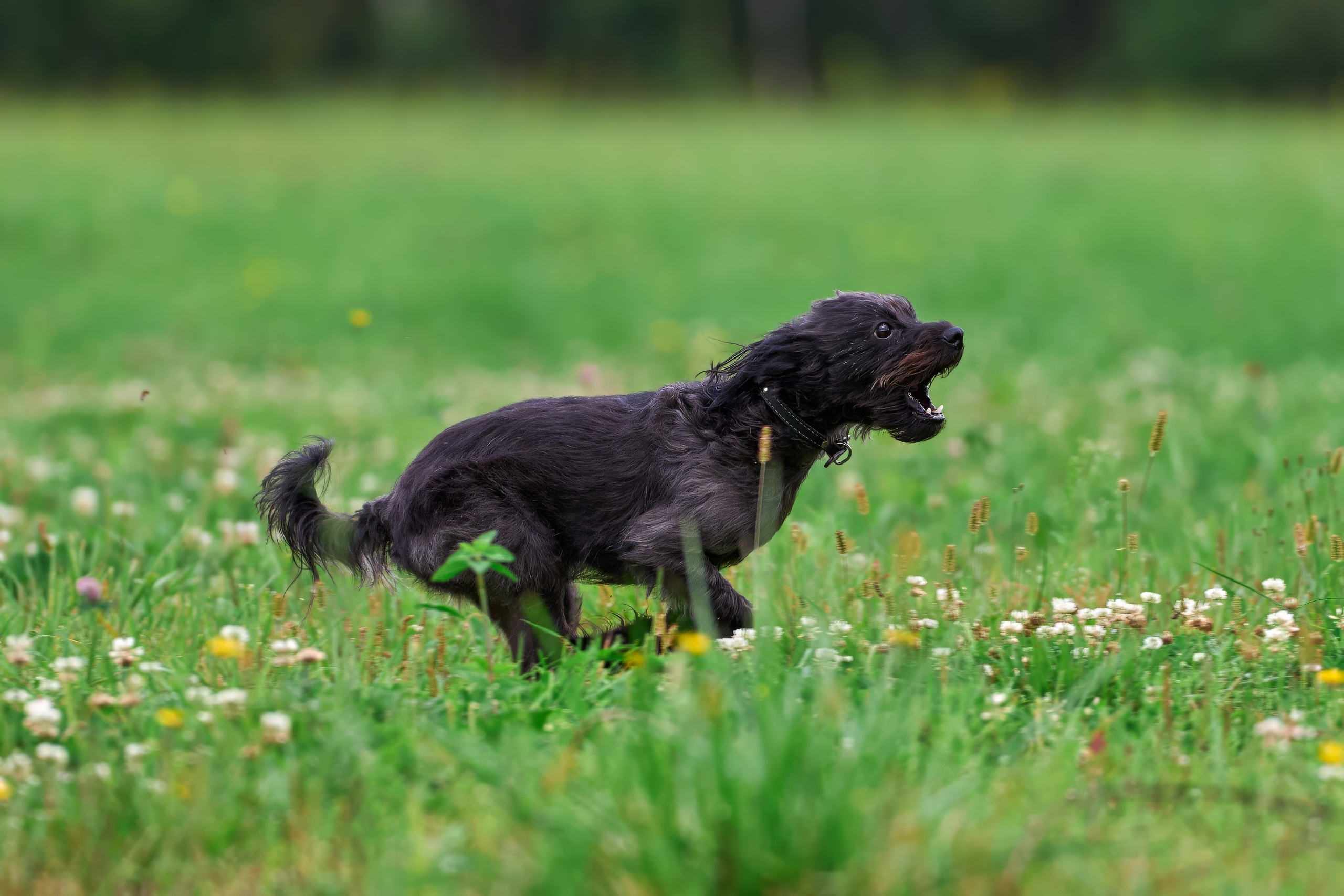 Тренировка в Донино. Фотограф-анималист Михаил Манухин