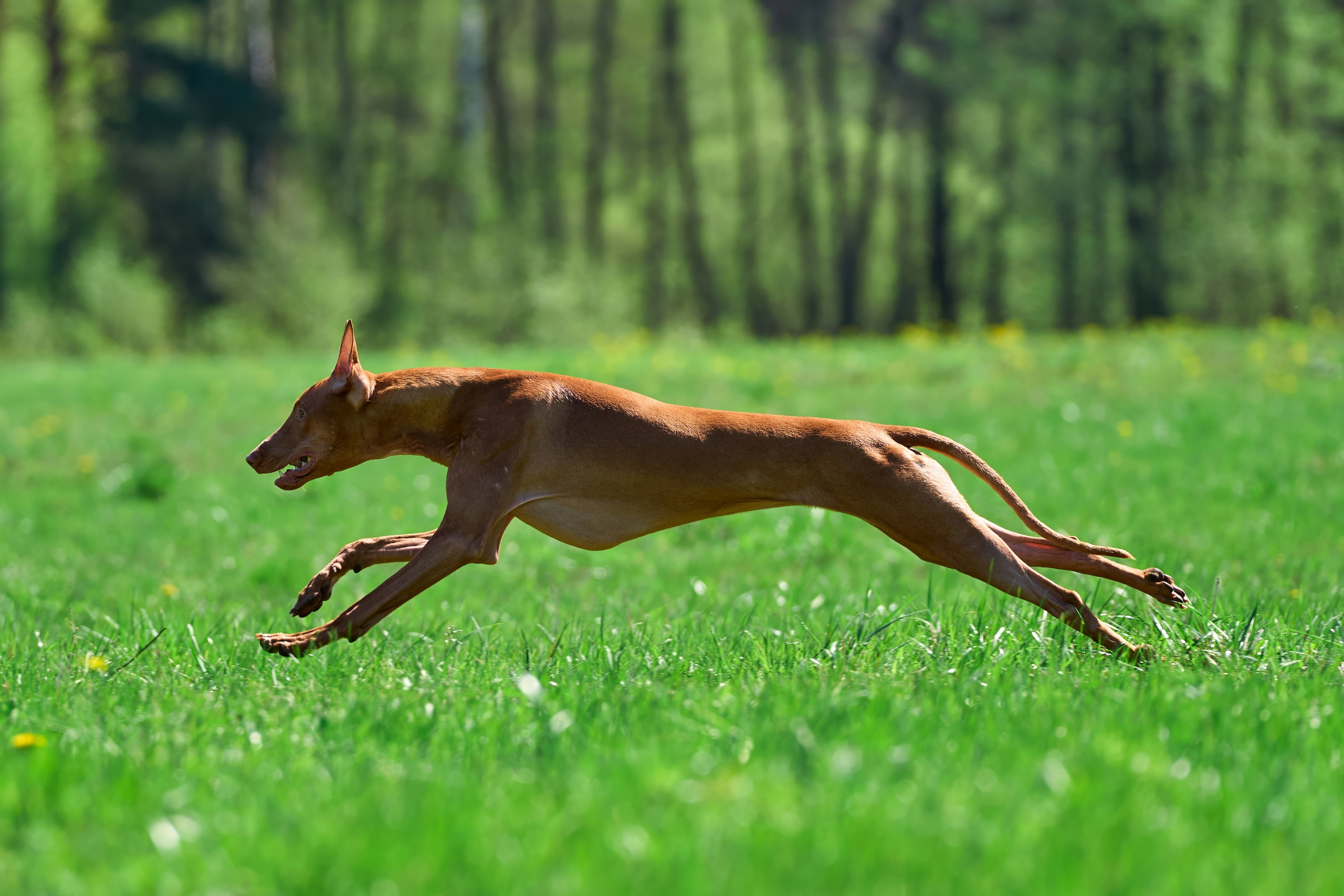 Тренировка по курсингу Донино. Фотограф-анималист Михаил Манухин