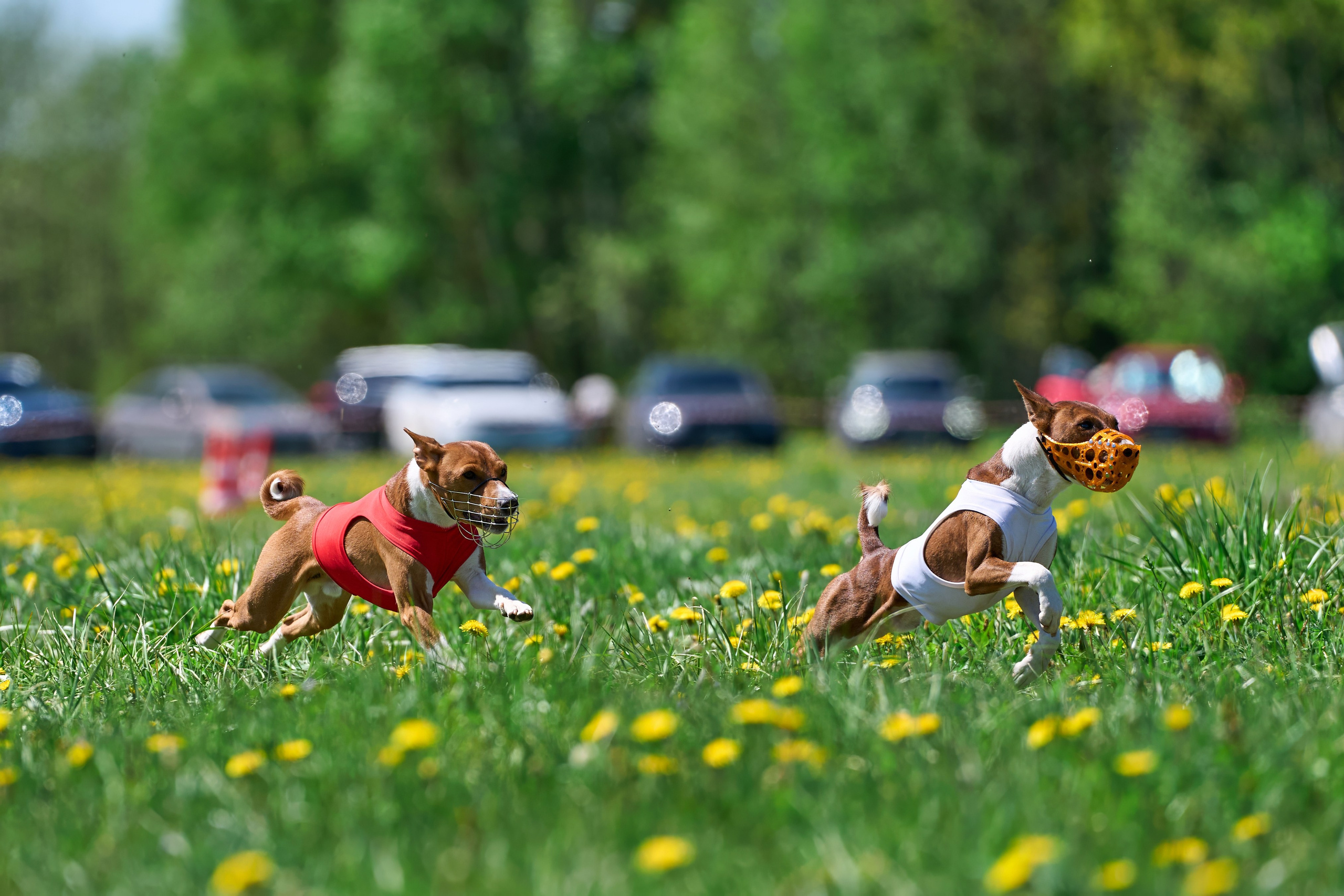 Квалификация по курсингу Донино. Фотограф-анималист Михаил Манухин