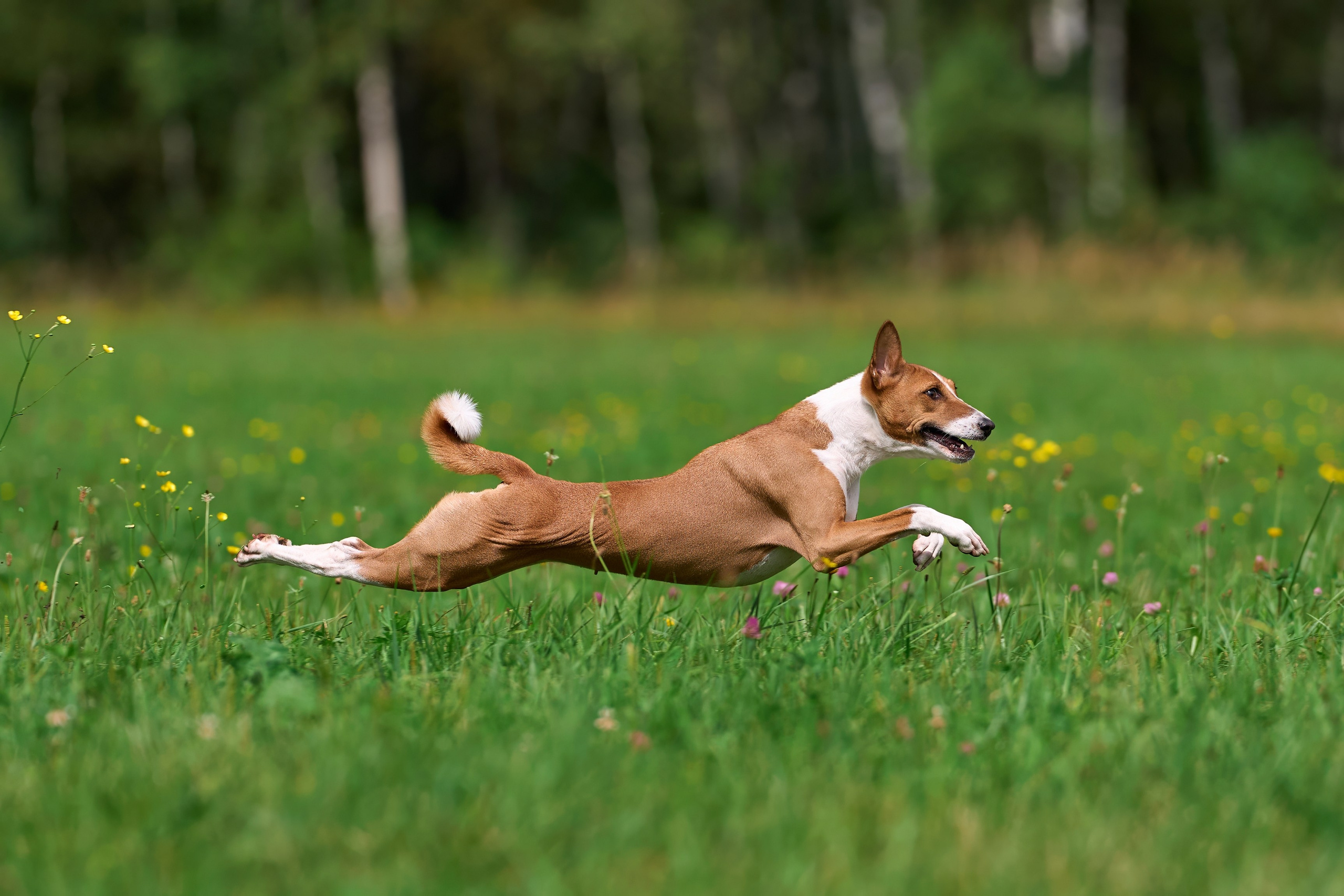 Тренировка в Донино. Фотограф-анималист Михаил Манухин