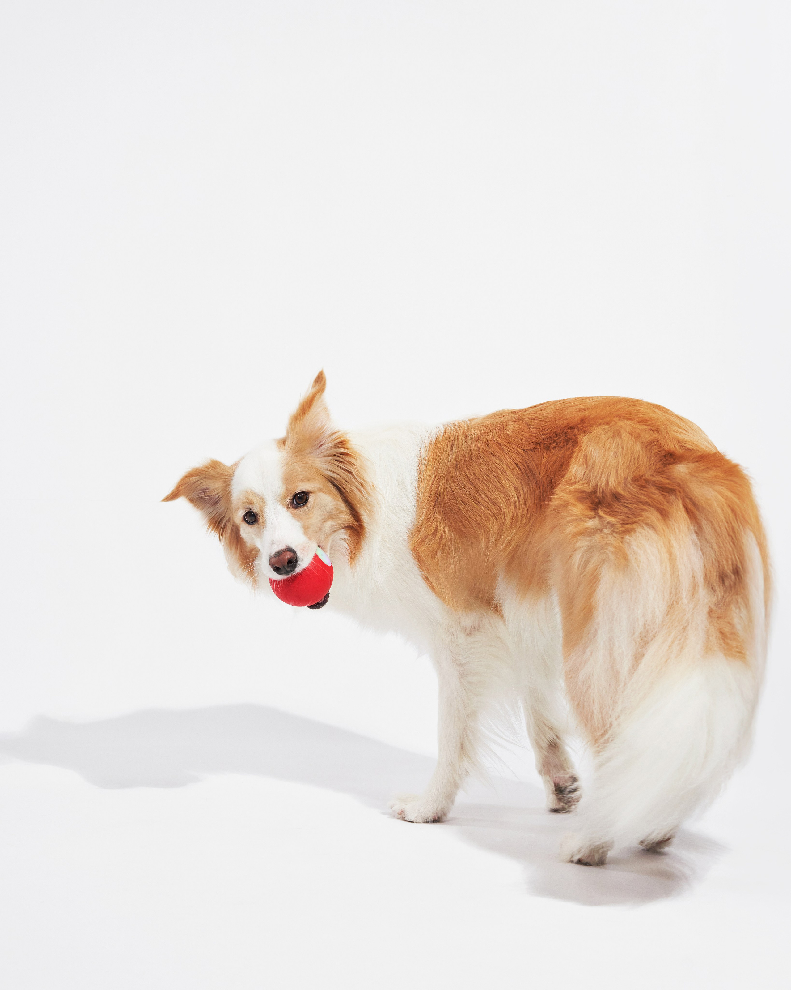Pet Advertising Photography | Commercial Shoots with Dogs & Cats. Dog photographer Averianova Anna — Art photography of dogs