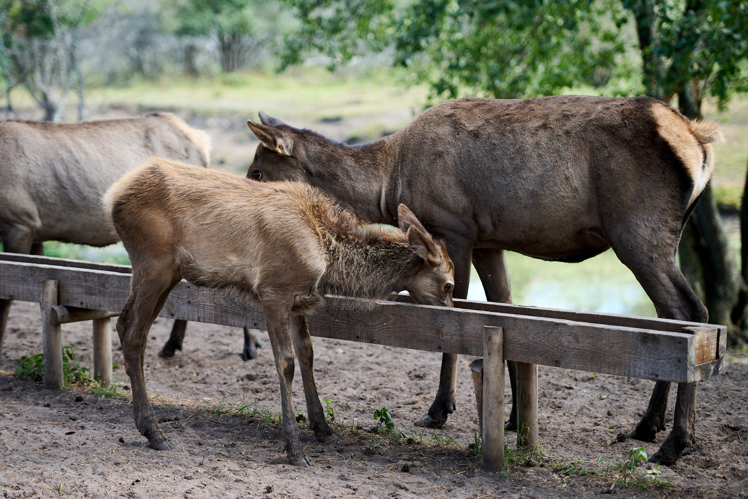 Кречет. Фотосъемка мероприятий