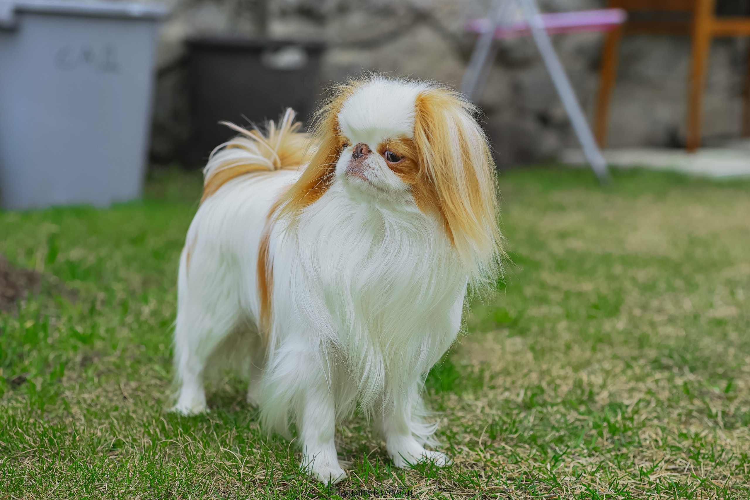 Японский хин, фотография японский хин, собака в цветах, красивая собака, фотограф анималист, фотокурс Анималистика, научиться фотографировать собак, фотограф Новосибирск