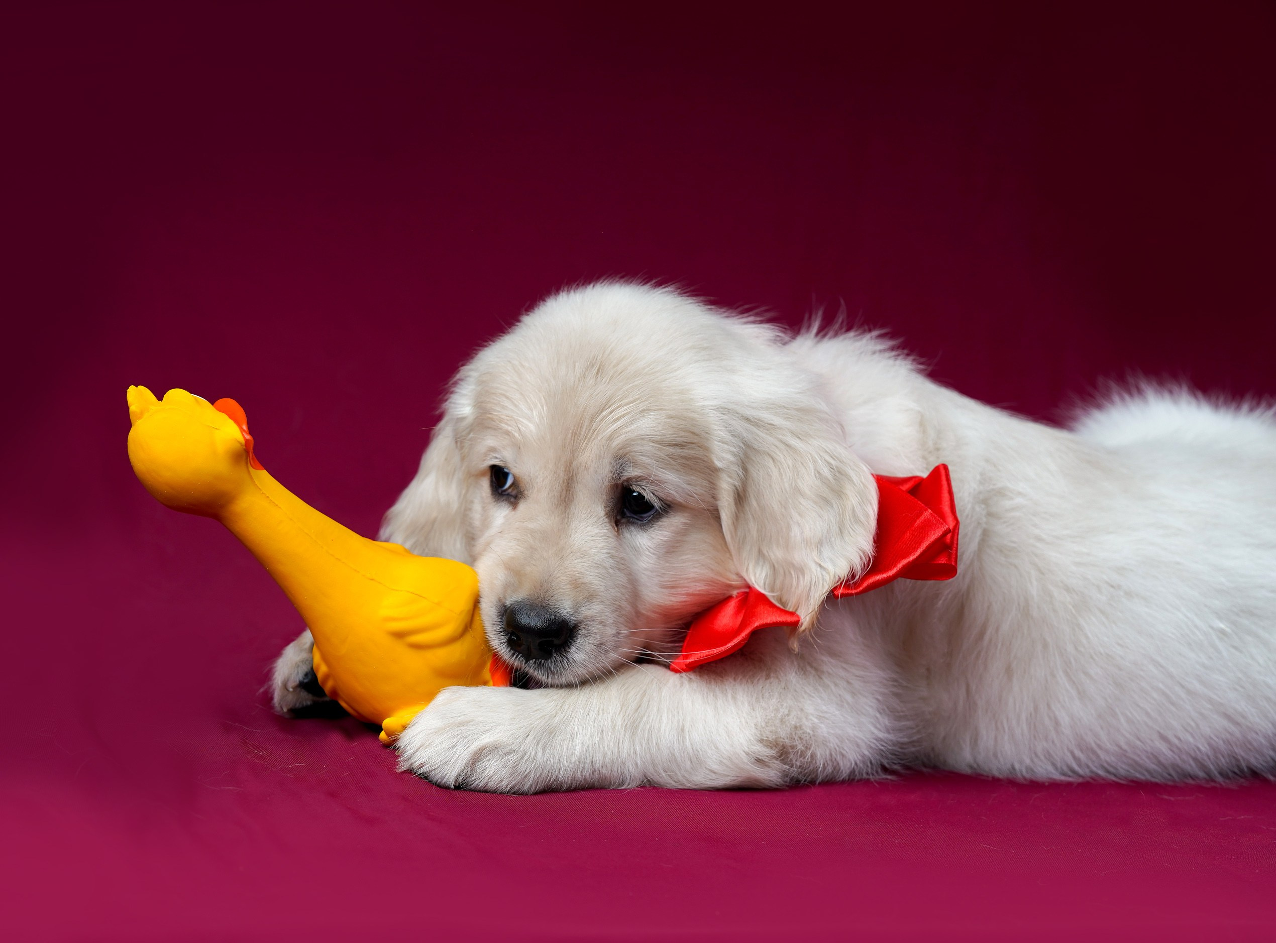 съемка собак, съемка щенков , съемка собак для авито, съемка щенков для авито, грумминг, фотограф животных. фотограф собак,съемка собак Нижний Новгород, съемка собак Бор,