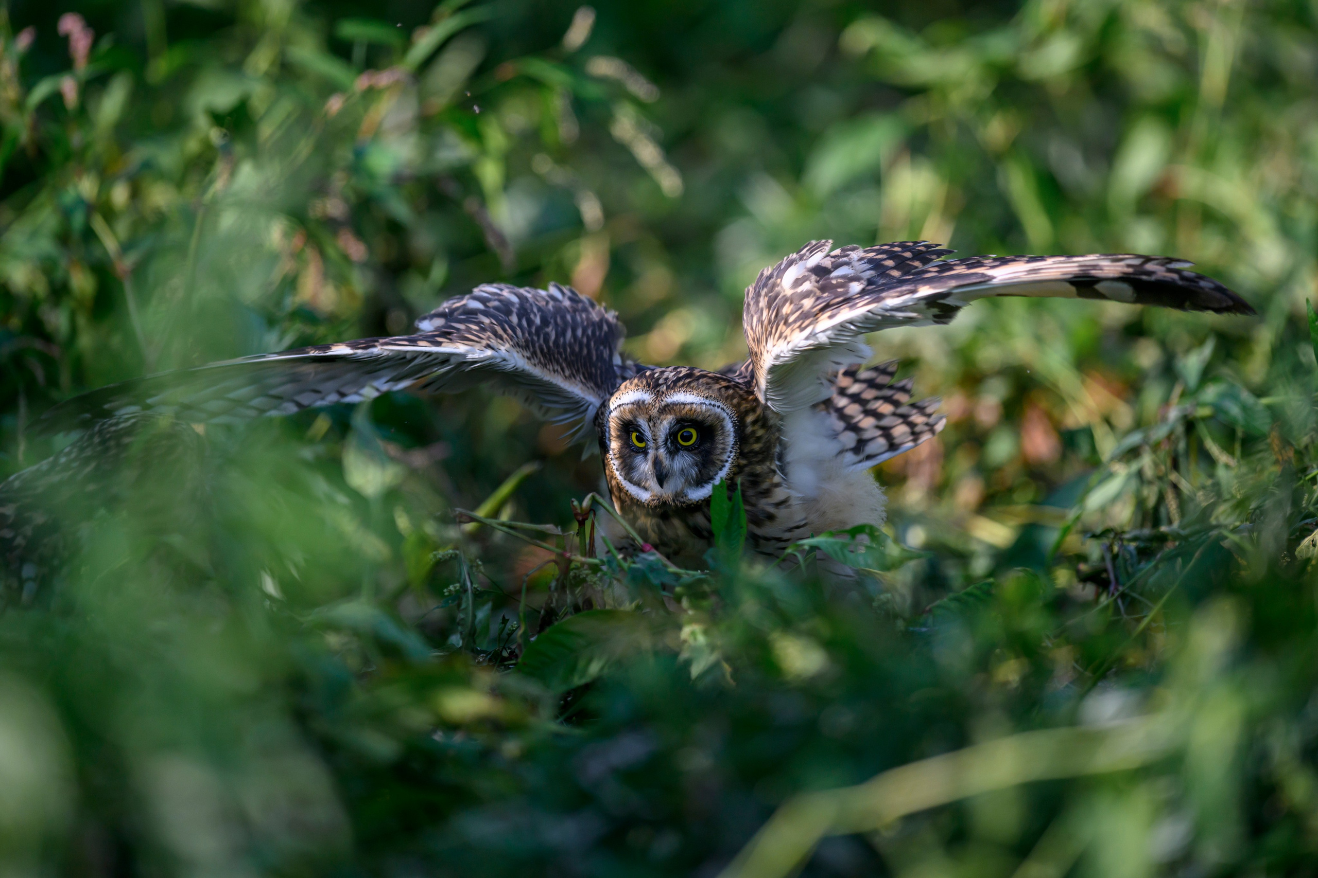Утро с совятами. Morning with owlets. Wildlife photography by Sergey Puponin
