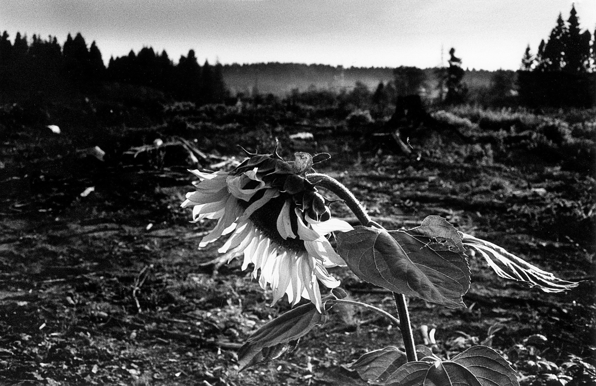 Авторские стили в фотографии. Рекламный и коммерческий фотограф | Георгий Романов
