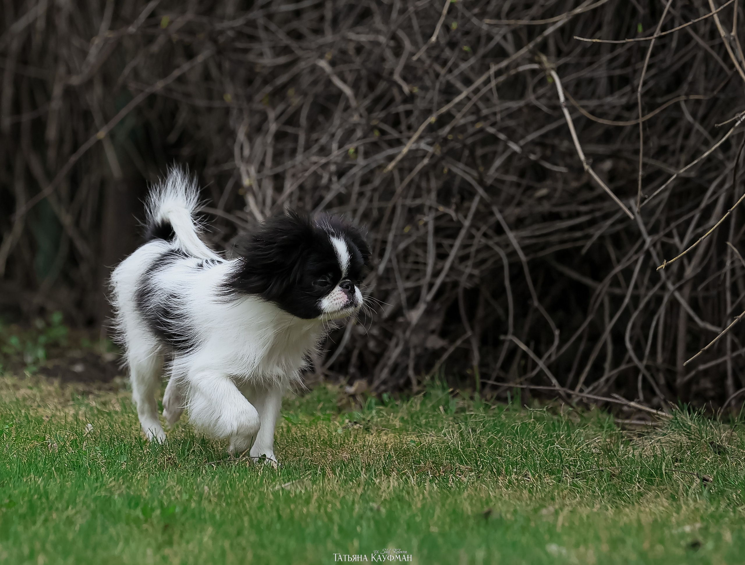 Японский хин, фотография японский хин, собака в цветах, красивая собака, фотограф анималист, фотокурс Анималистика, научиться фотографировать собак, фотограф Новосибирск