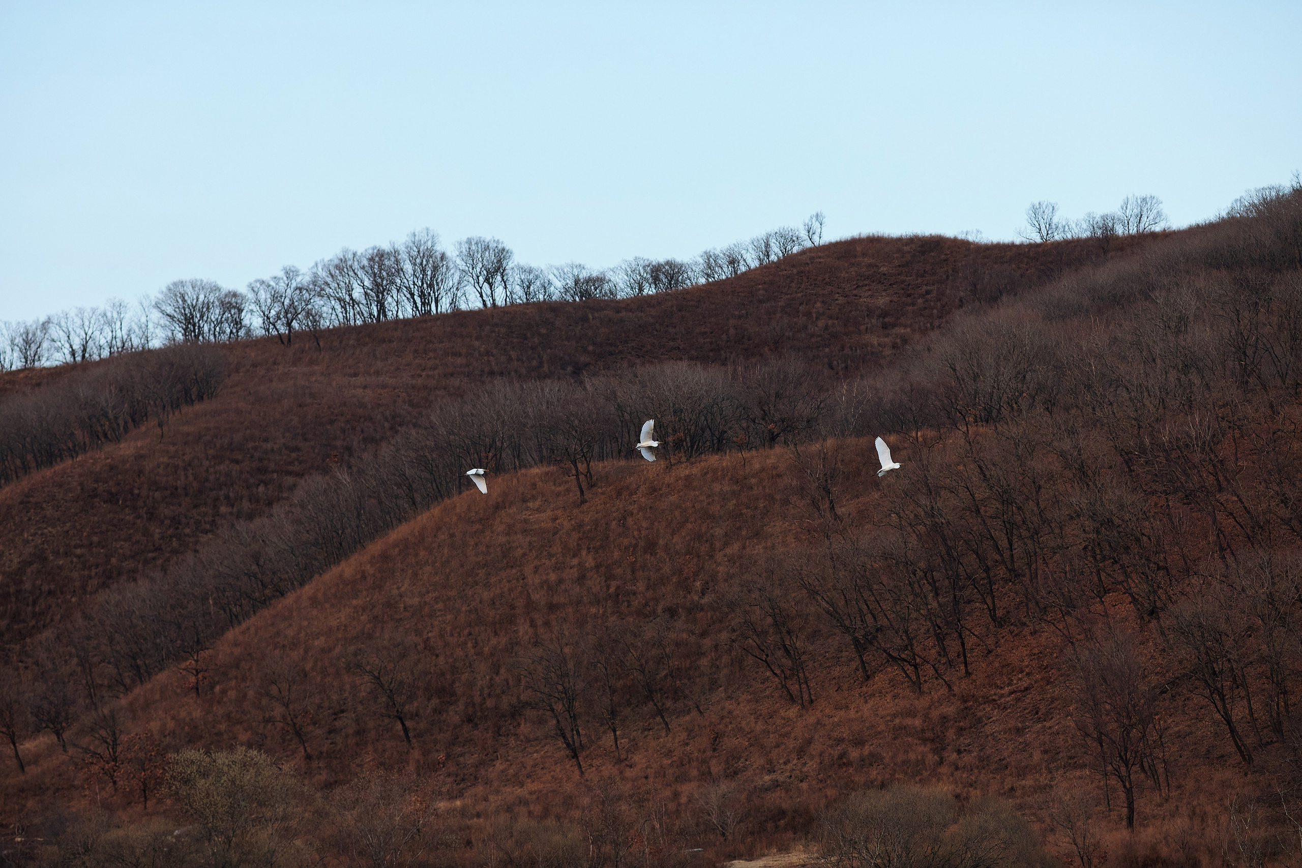 Три большие белые цапли летят на фоне сопки в Приморском крае