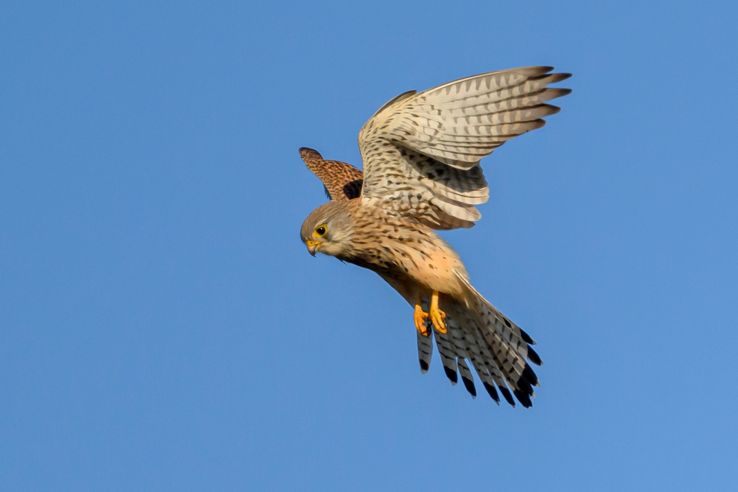 Пустельга, коршун, цапли. Wildlife photography by Sergey Puponin