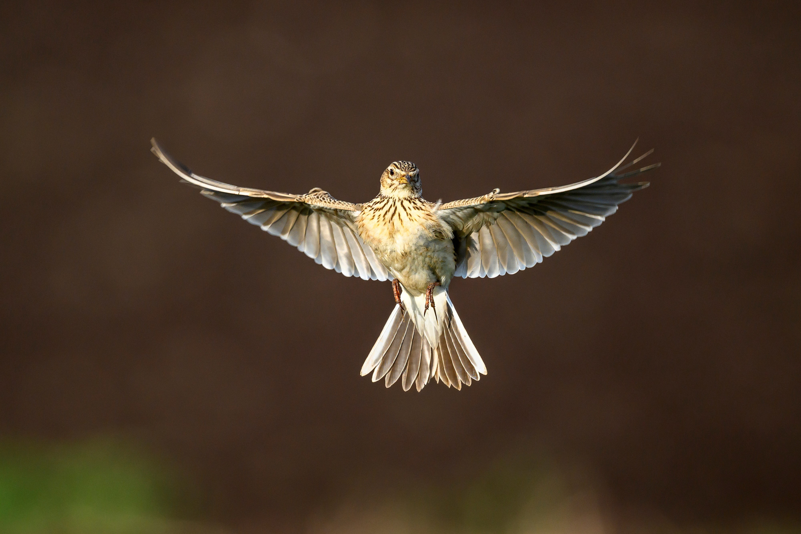 Лето. Фотограф Сергей Пупонин