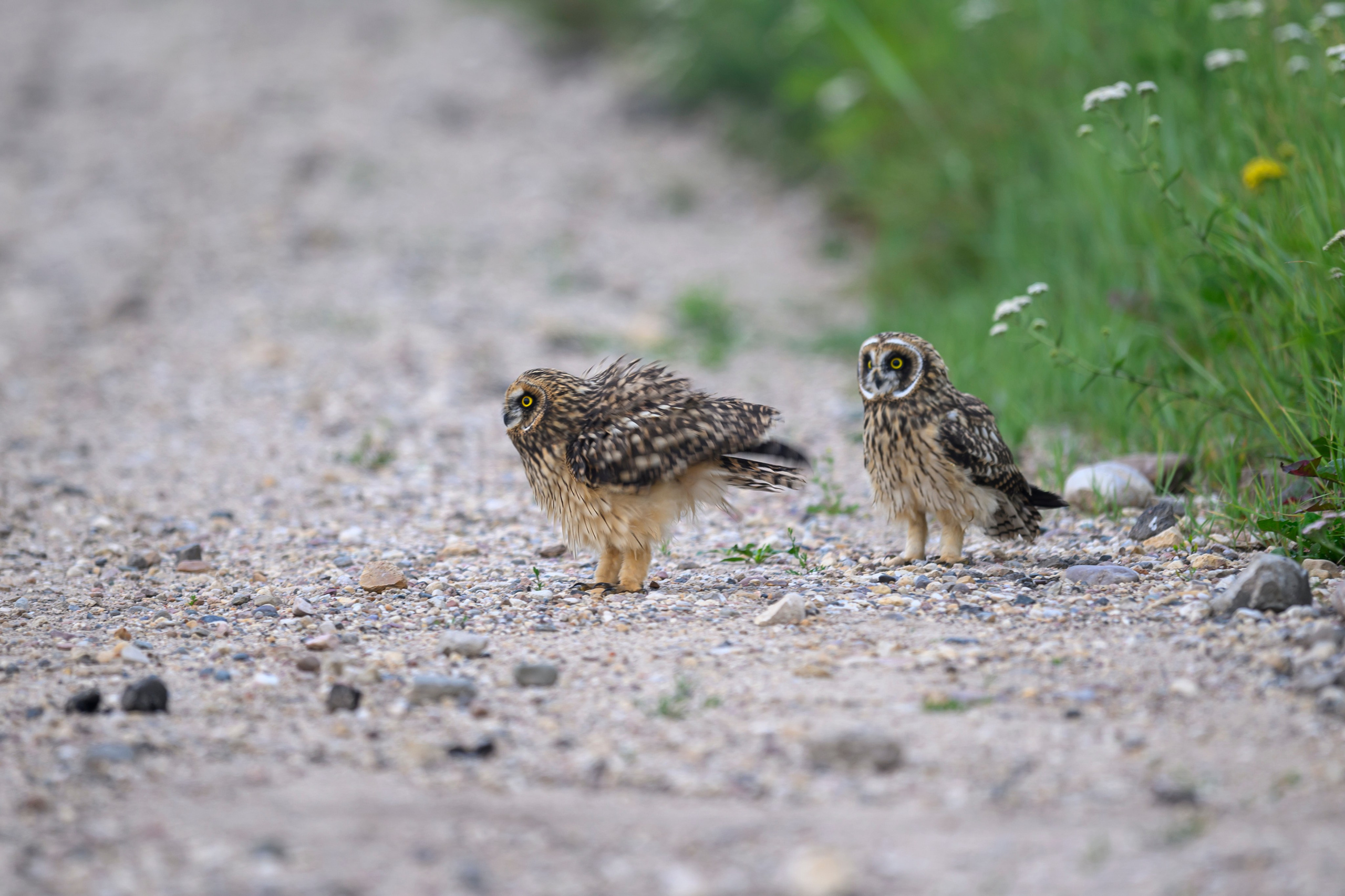 Совята учатся летать. Owlets learn to fly. Фотограф Сергей Пупонин