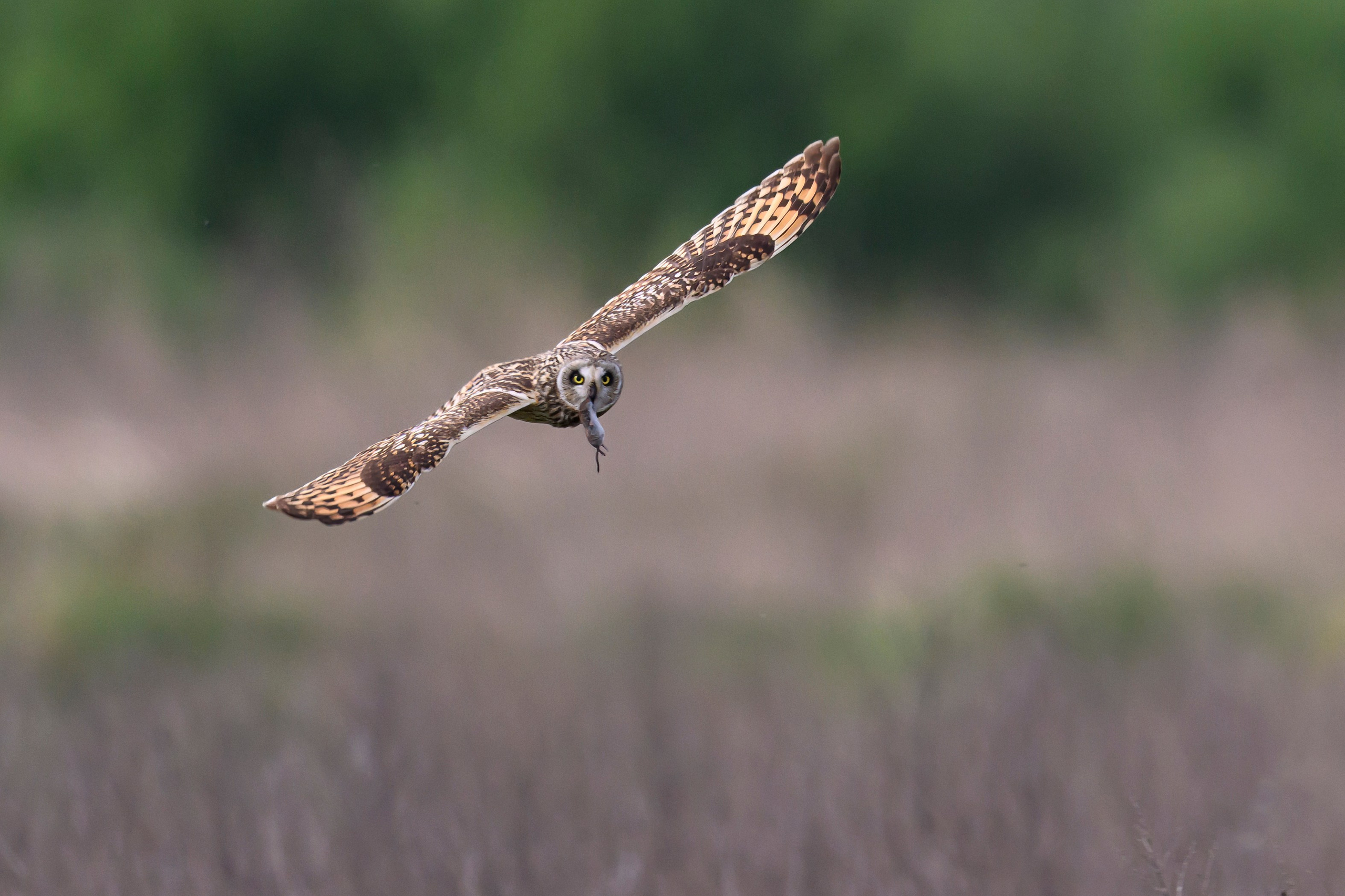 Охота сов и схватка с лунем. Фотограф Сергей Пупонин