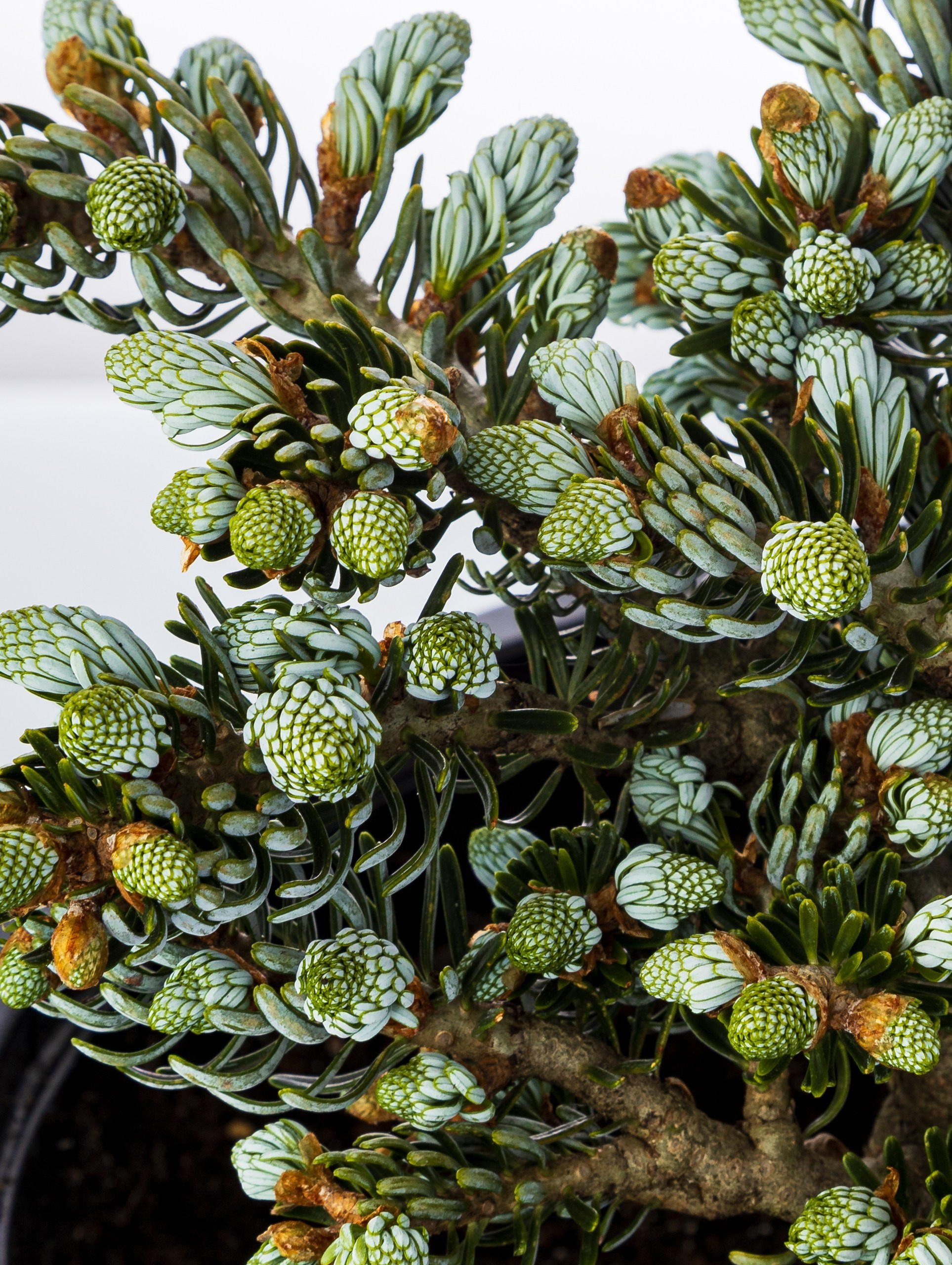 Студия коммерческой съемки ХВОЯ