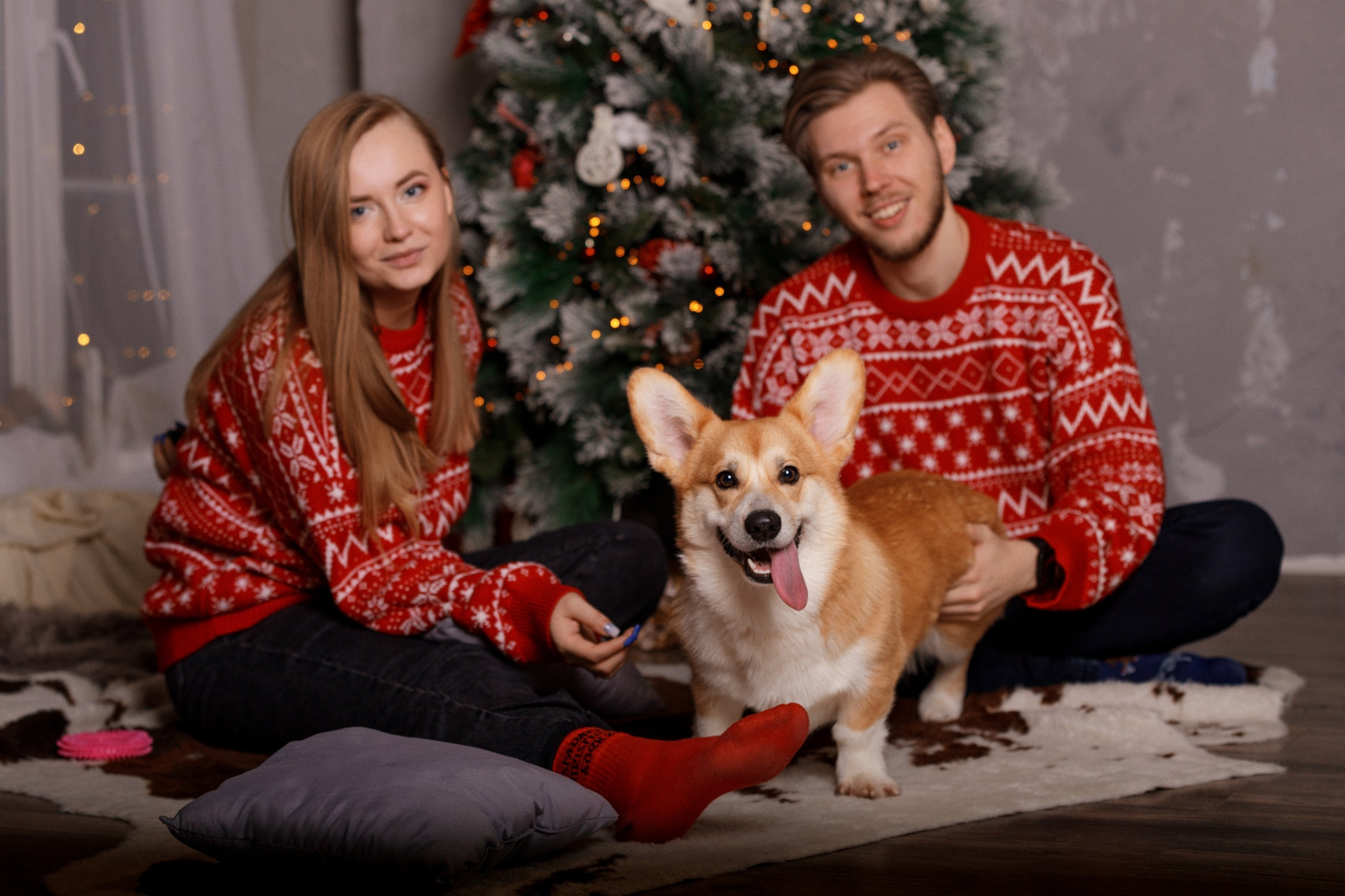 Корги Фил, Катя и Сергей. Новогодняя фотосессия в студии. Фотограф-анималист в Калуге Мария Шерскова