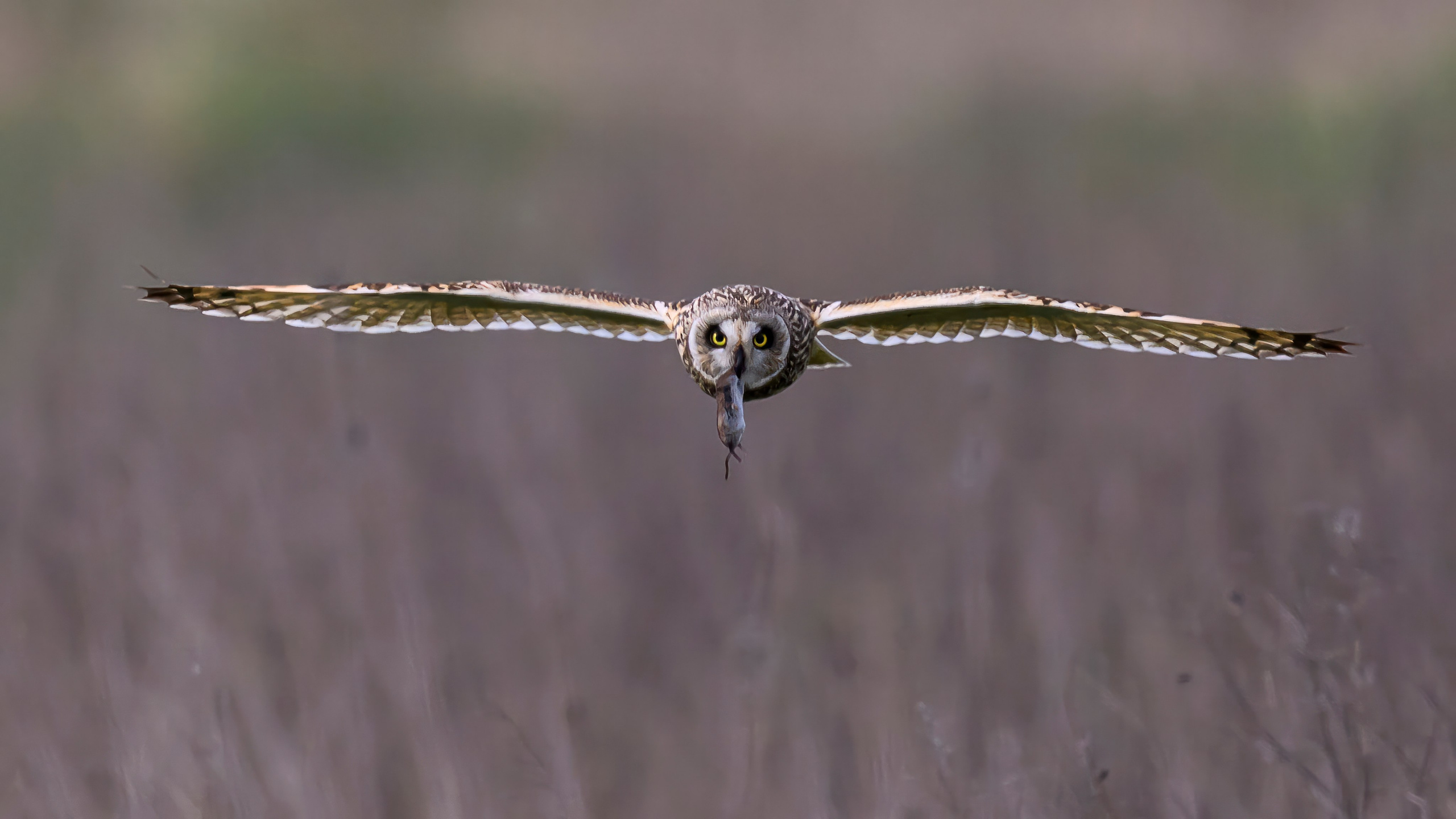 Охота сов и схватка с лунем. Фотограф Сергей Пупонин