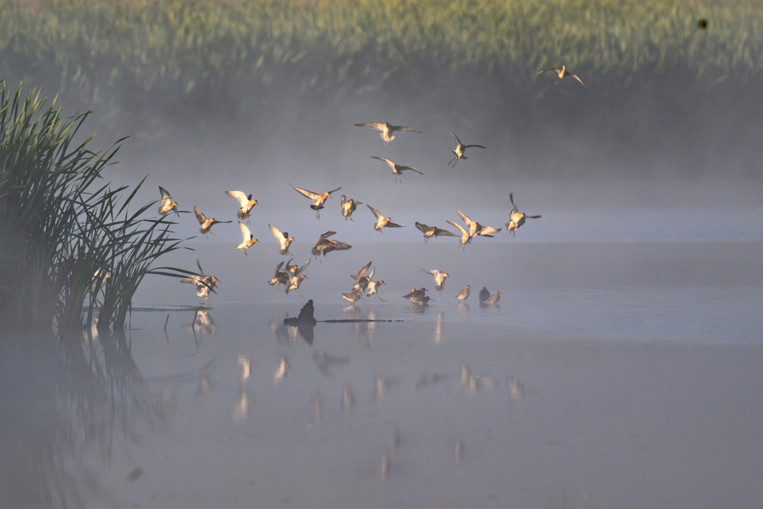 Туман. Myst. Wildlife photography by Sergey Puponin