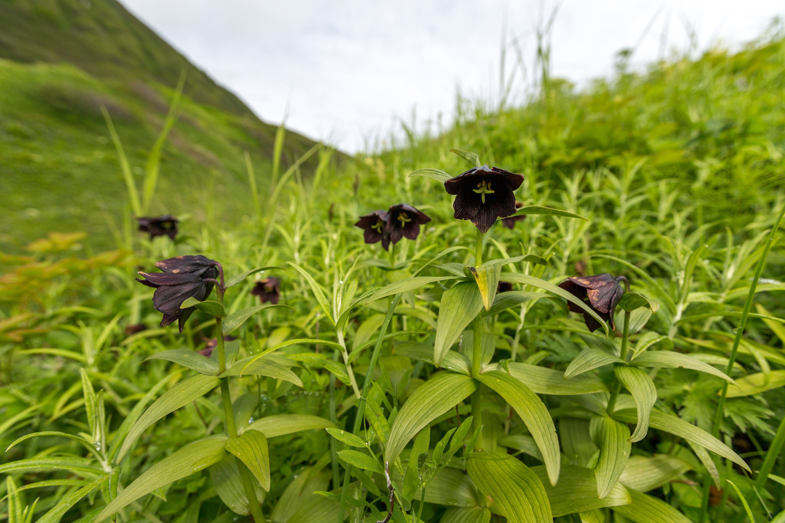Мыс Зелёный — вулканические скалы и океанские виды. Время Камчатки: чтобы найти свой путь, нужно скорость умножить на время