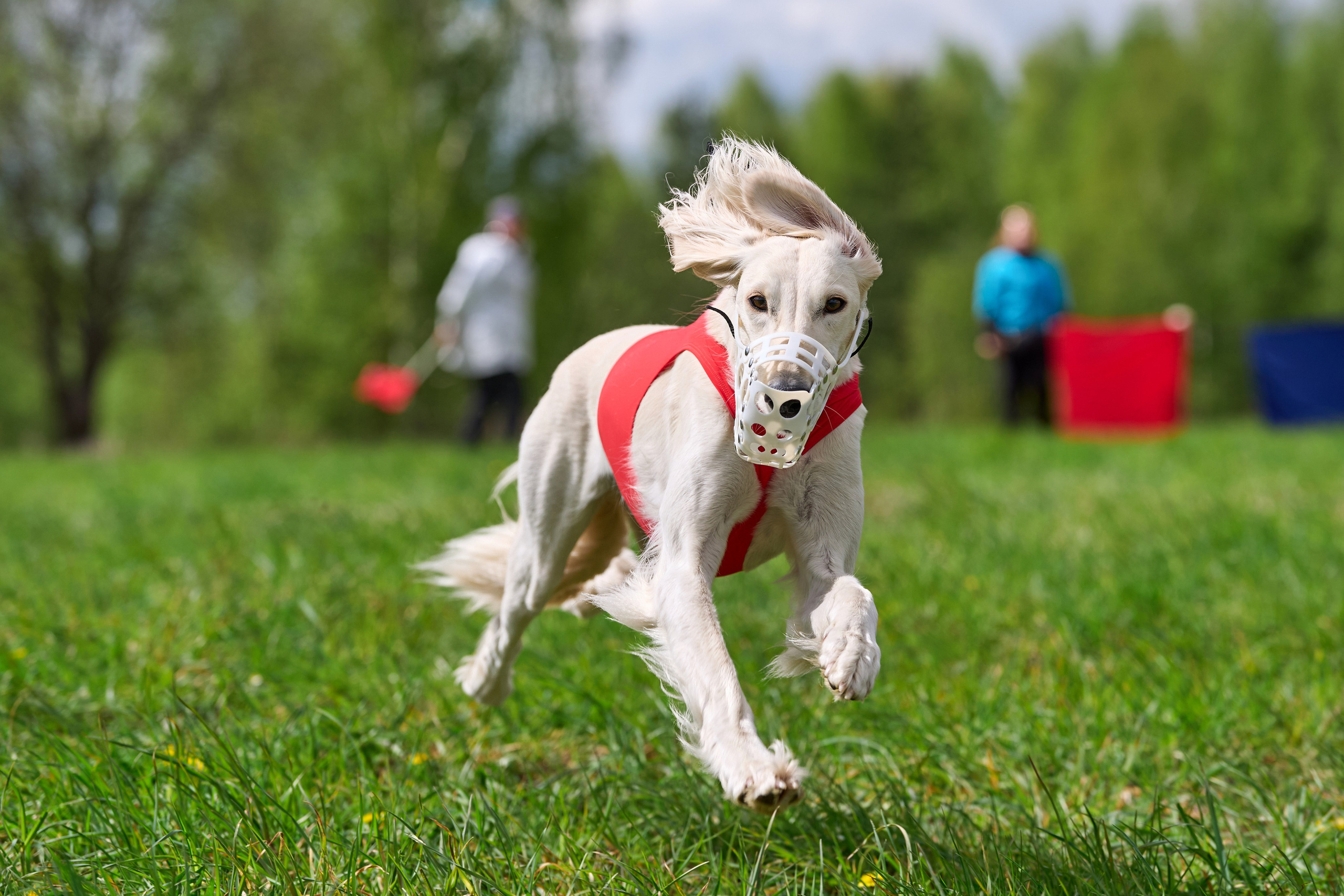 ПЧРКФ по курсингу. Фотограф-анималист Михаил Манухин