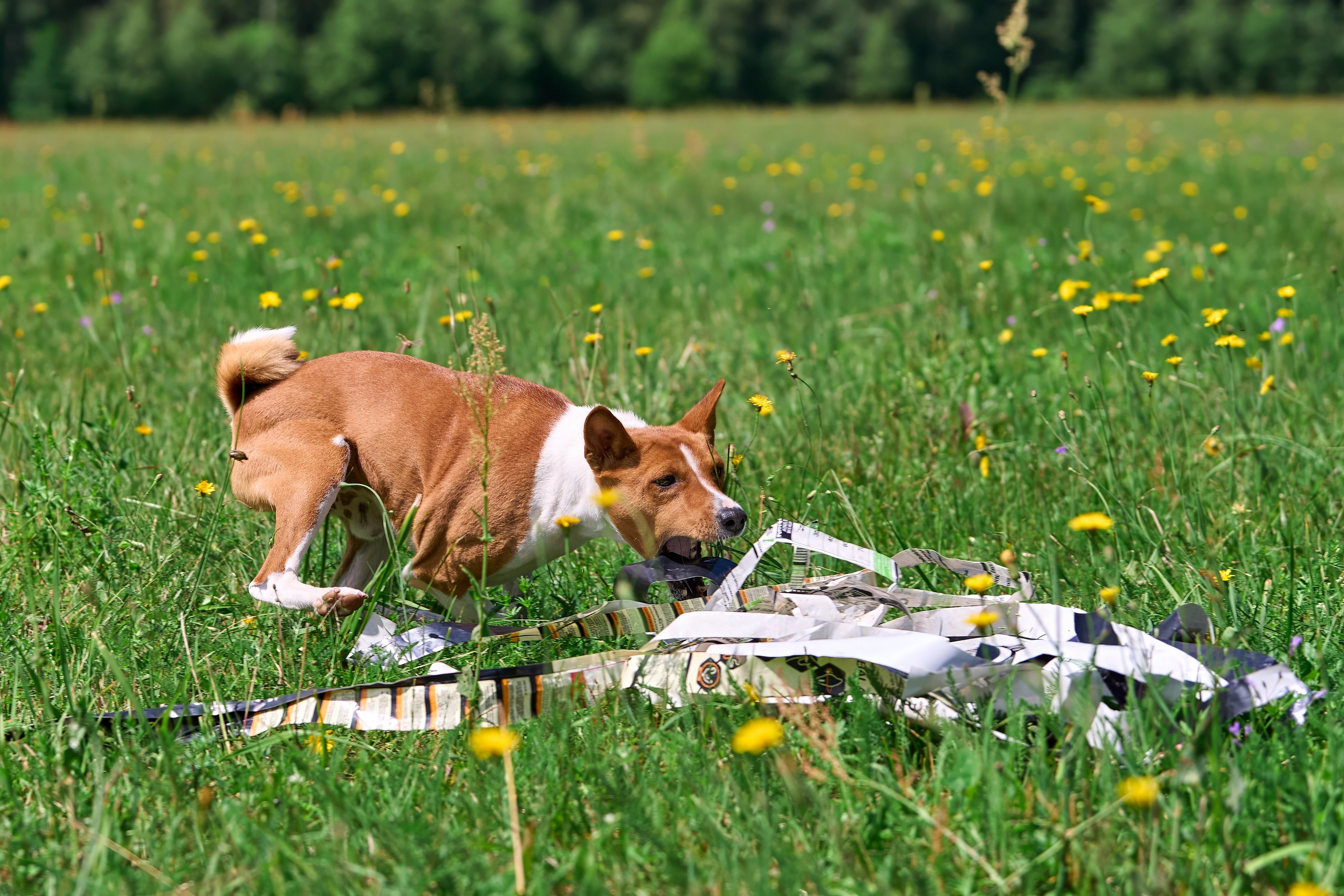 Тренировка по курсингу в Донино. Фотограф-анималист Михаил Манухин
