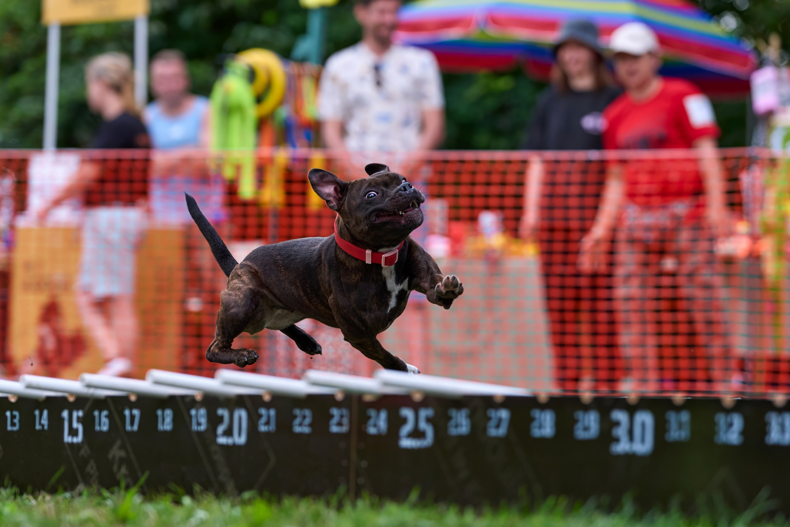 Jump'n'Gym JUMP! — 2024. Фотограф-анималист Михаил Манухин