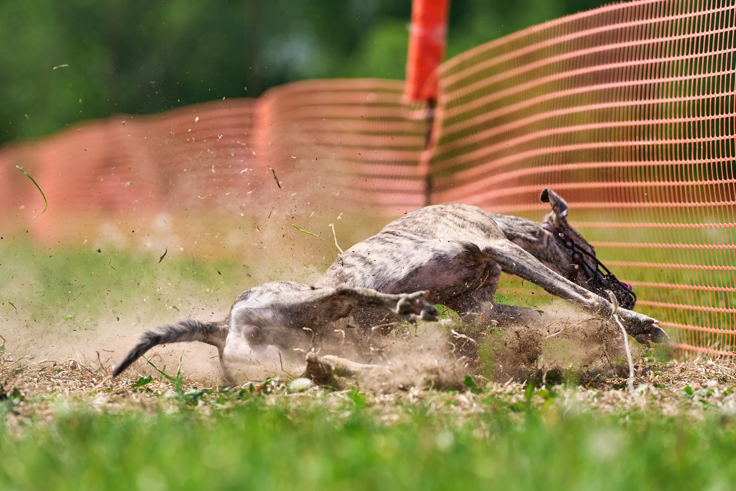 Квалификация по рейсингу. РАЛББ и Курсинг на Ярославке. Фотограф-анималист Михаил Манухин