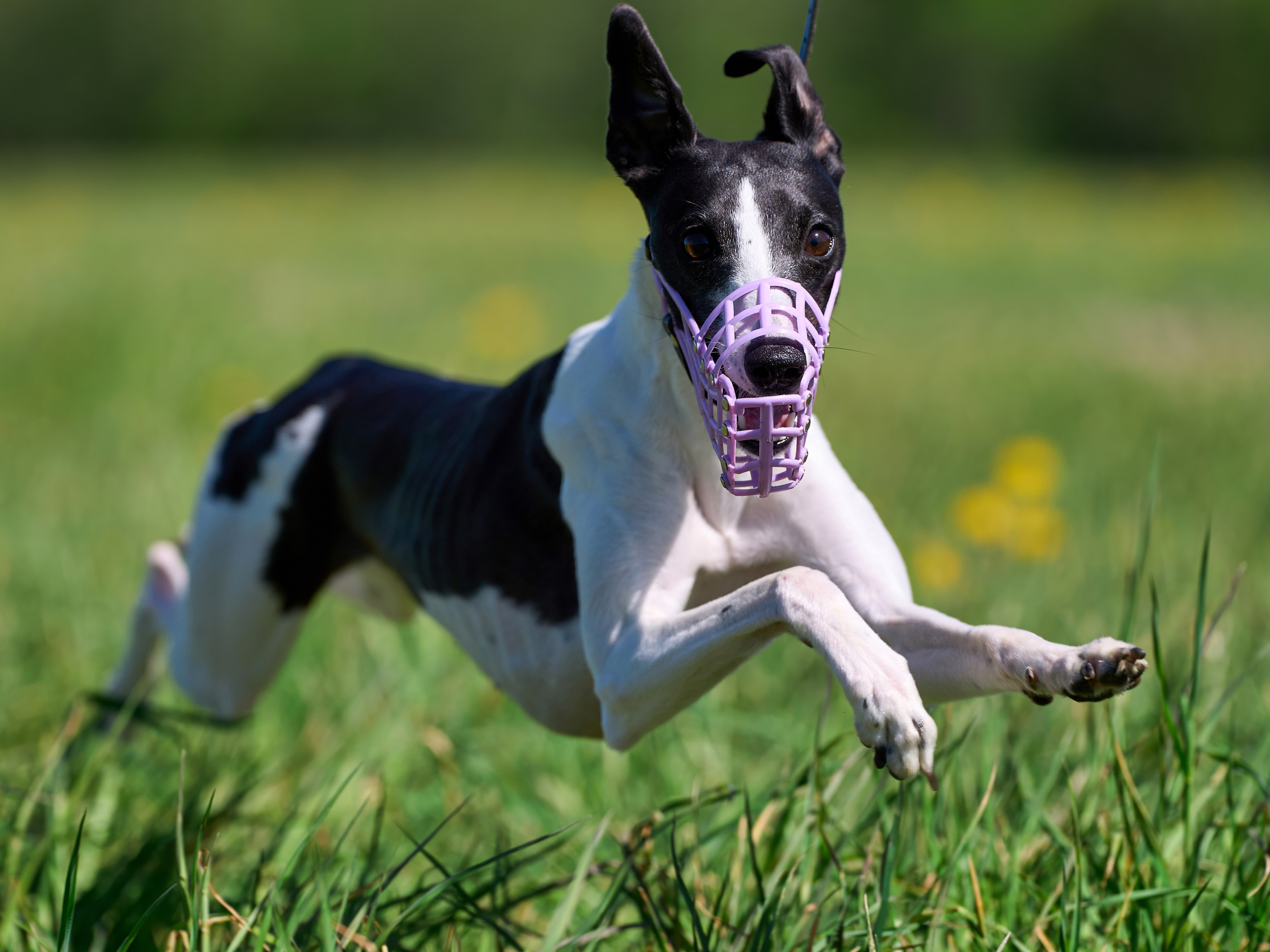 Тренировка по курсингу «на Ярославке». Фотограф-анималист Михаил Манухин
