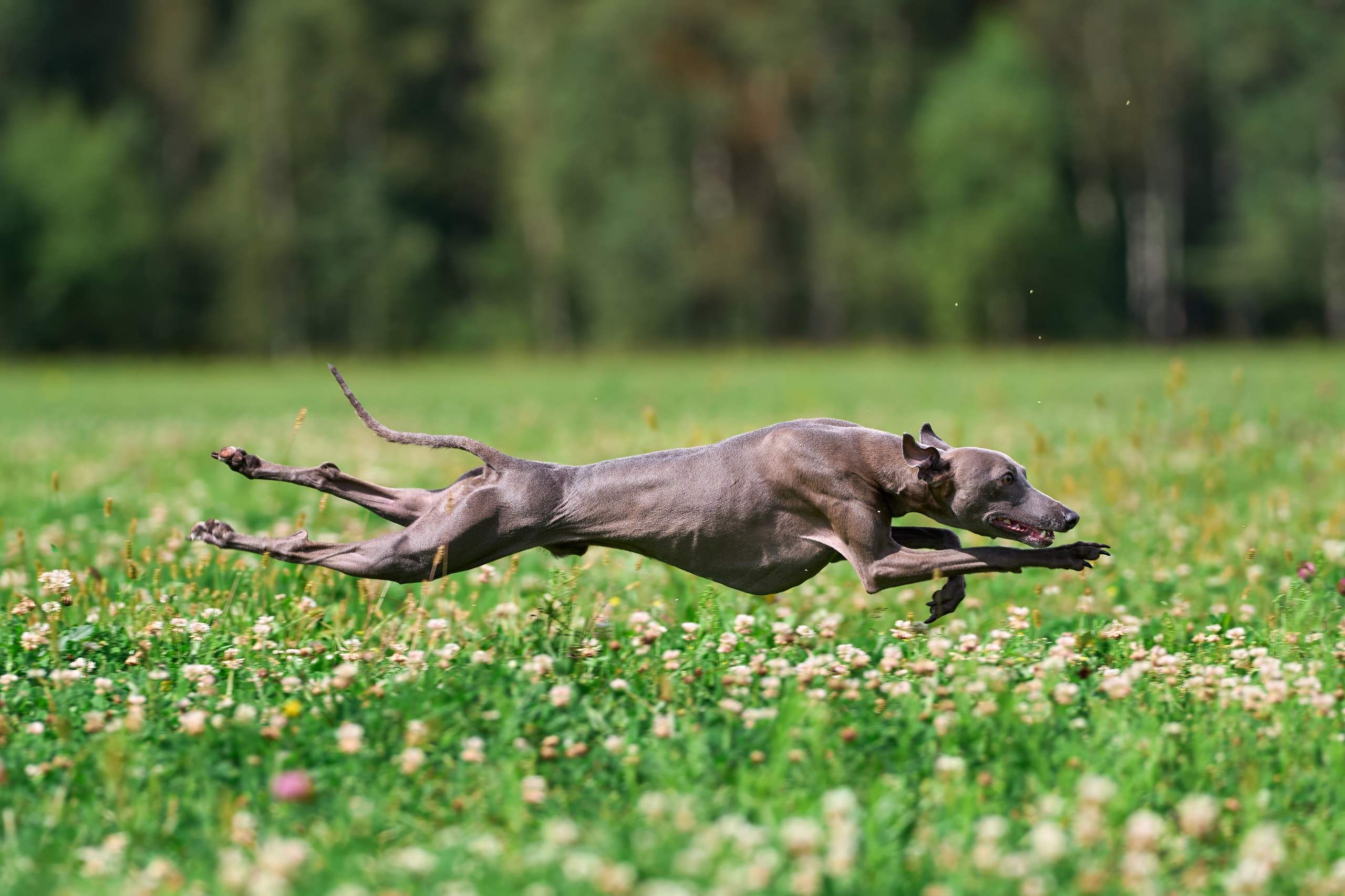 Тренировка в Донино. Фотограф-анималист Михаил Манухин