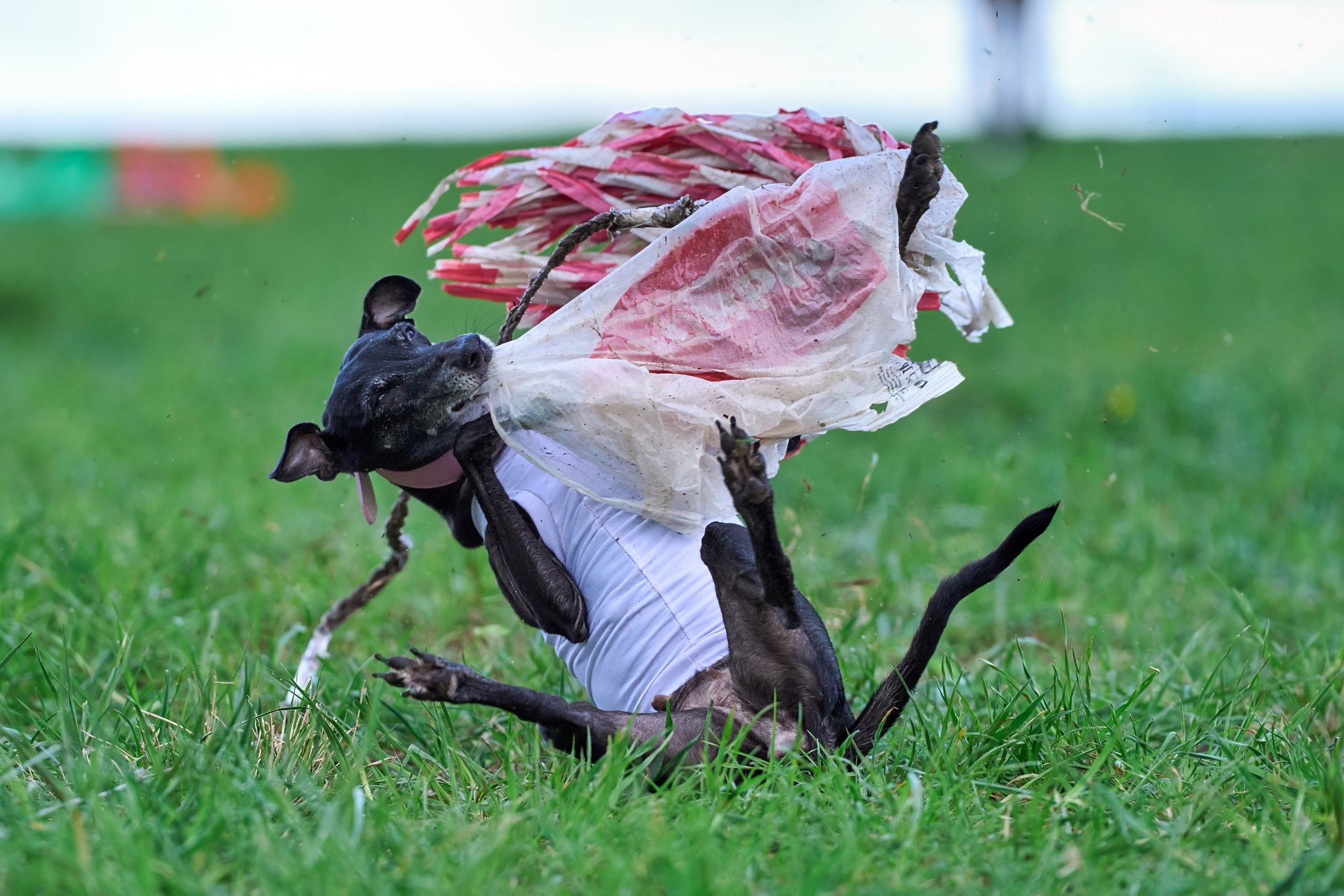 Тренировка по курсингу «на Ярославке». Фотограф-анималист Михаил Манухин