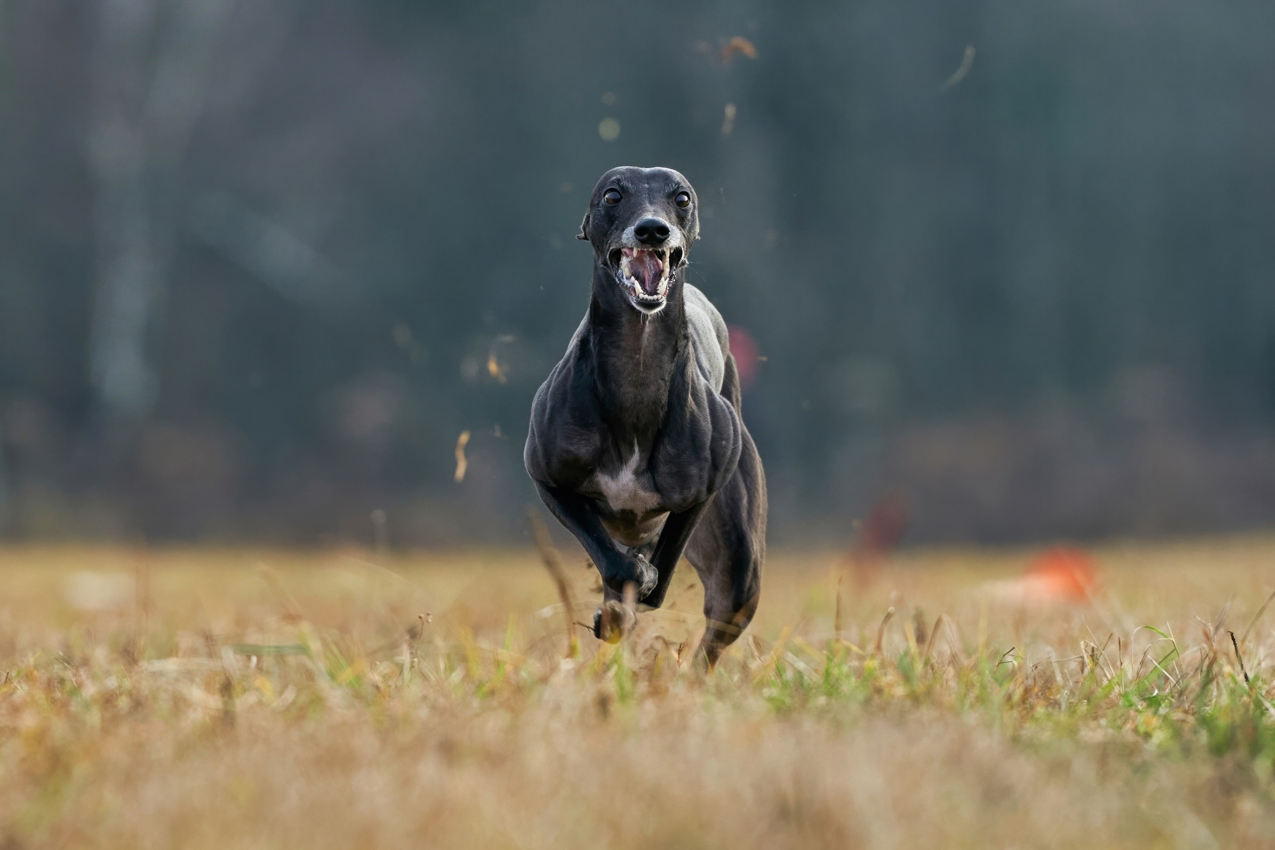 Состязания свор «Тройки». Фотограф-анималист Михаил Манухин
