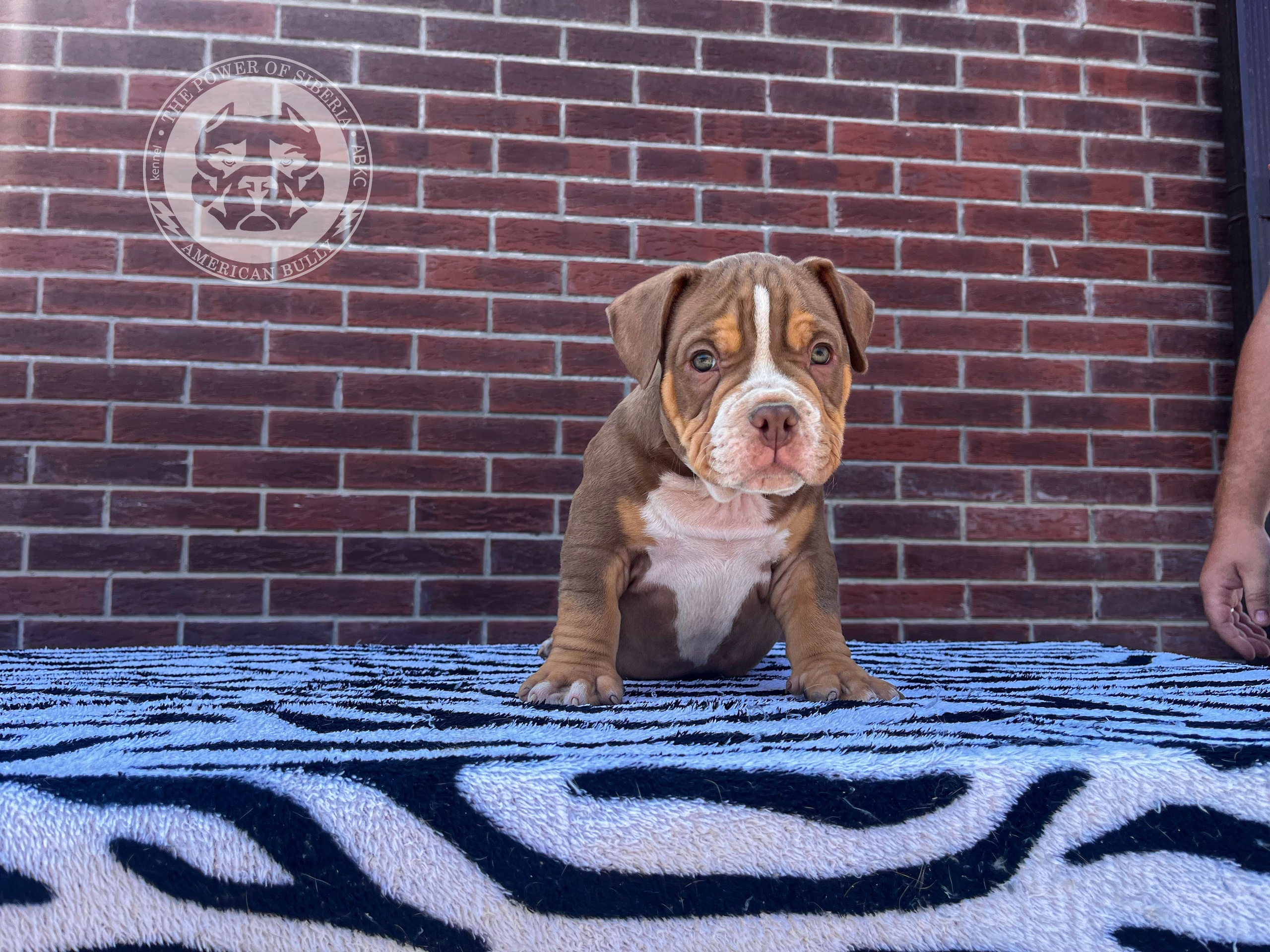 Помет Каспер и Асти. 13.04.25. Американский Булли в г. Ростов-на-Дону. Питомник THE POWER OF SIBERIA