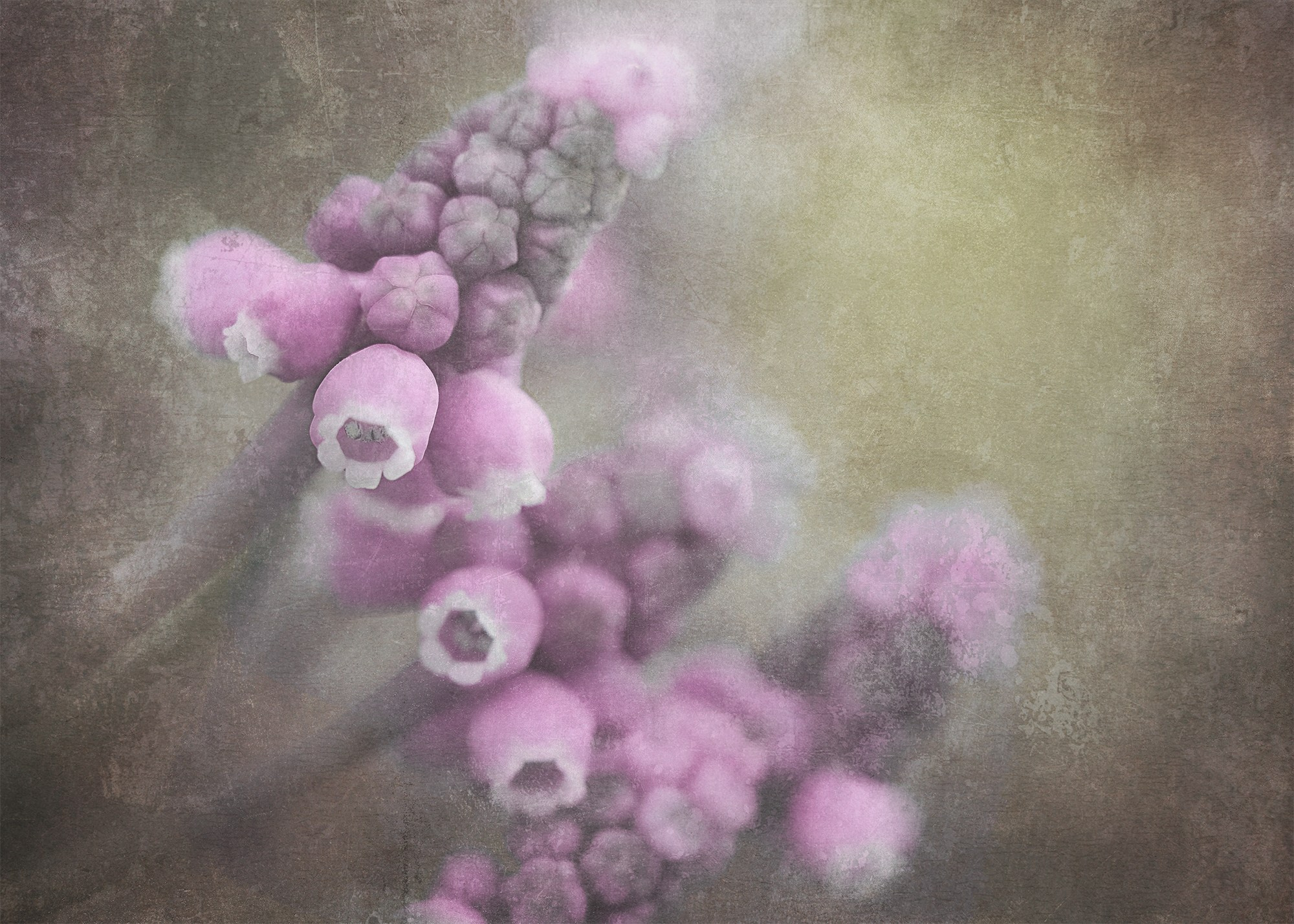 PINK VINTAGE. Eirene G | Photoartist | Flowers from my garden