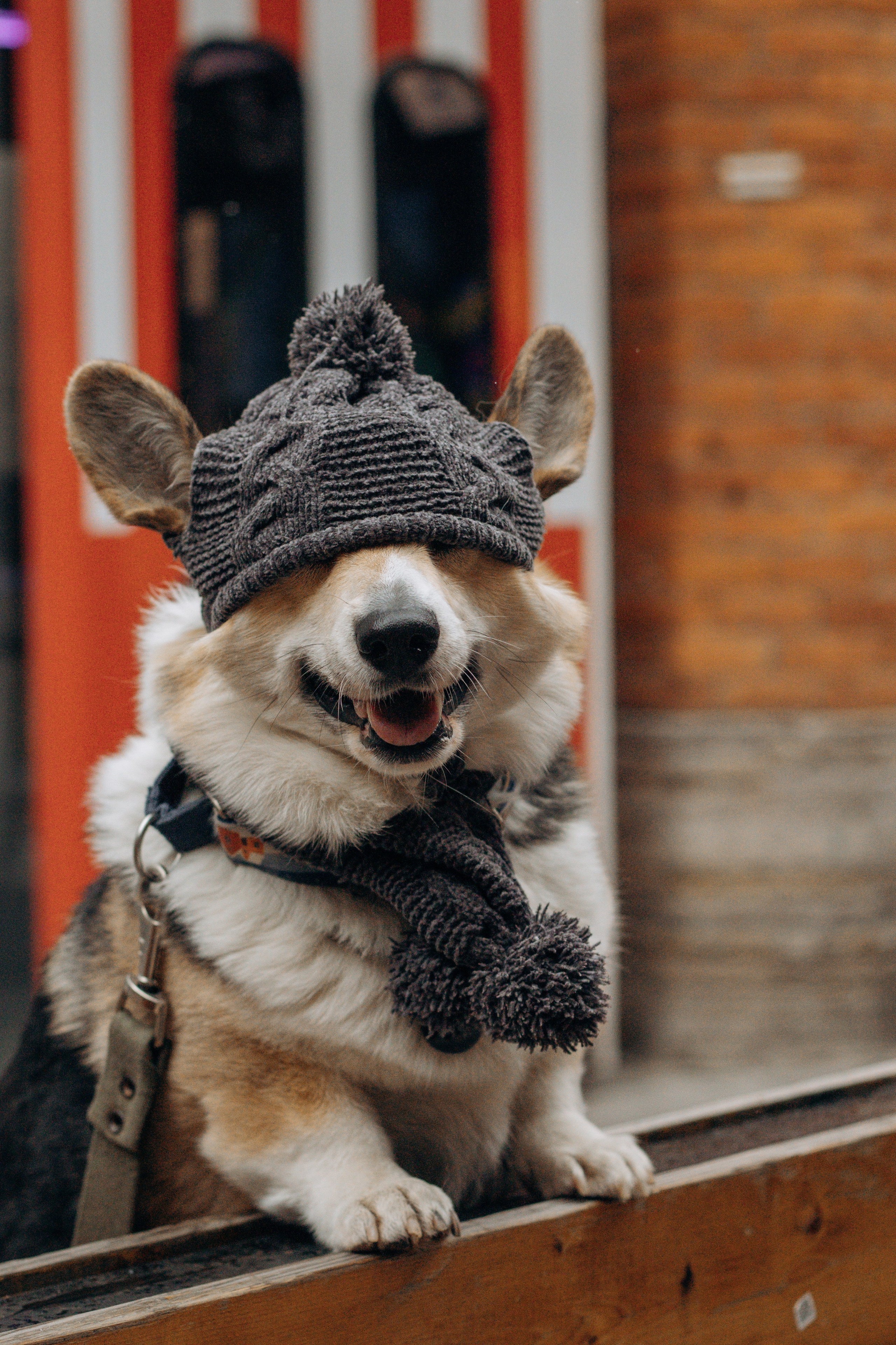 Старт с 0. Фотограф — Анималист | Санкт-Петербург