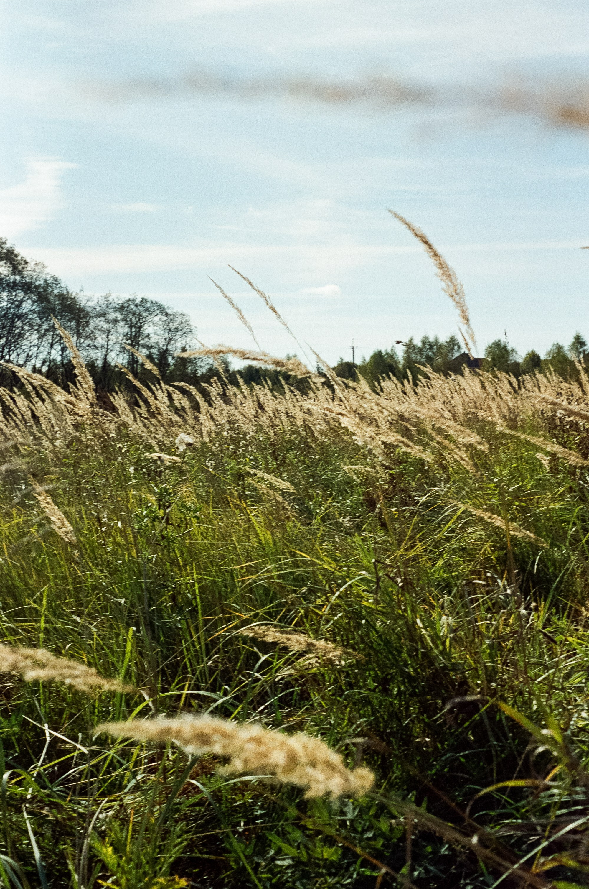 Voigtlander Vitessa / Color-Skopar 50 mm f/3.5 / Kodak Gold 100 (просрочка)