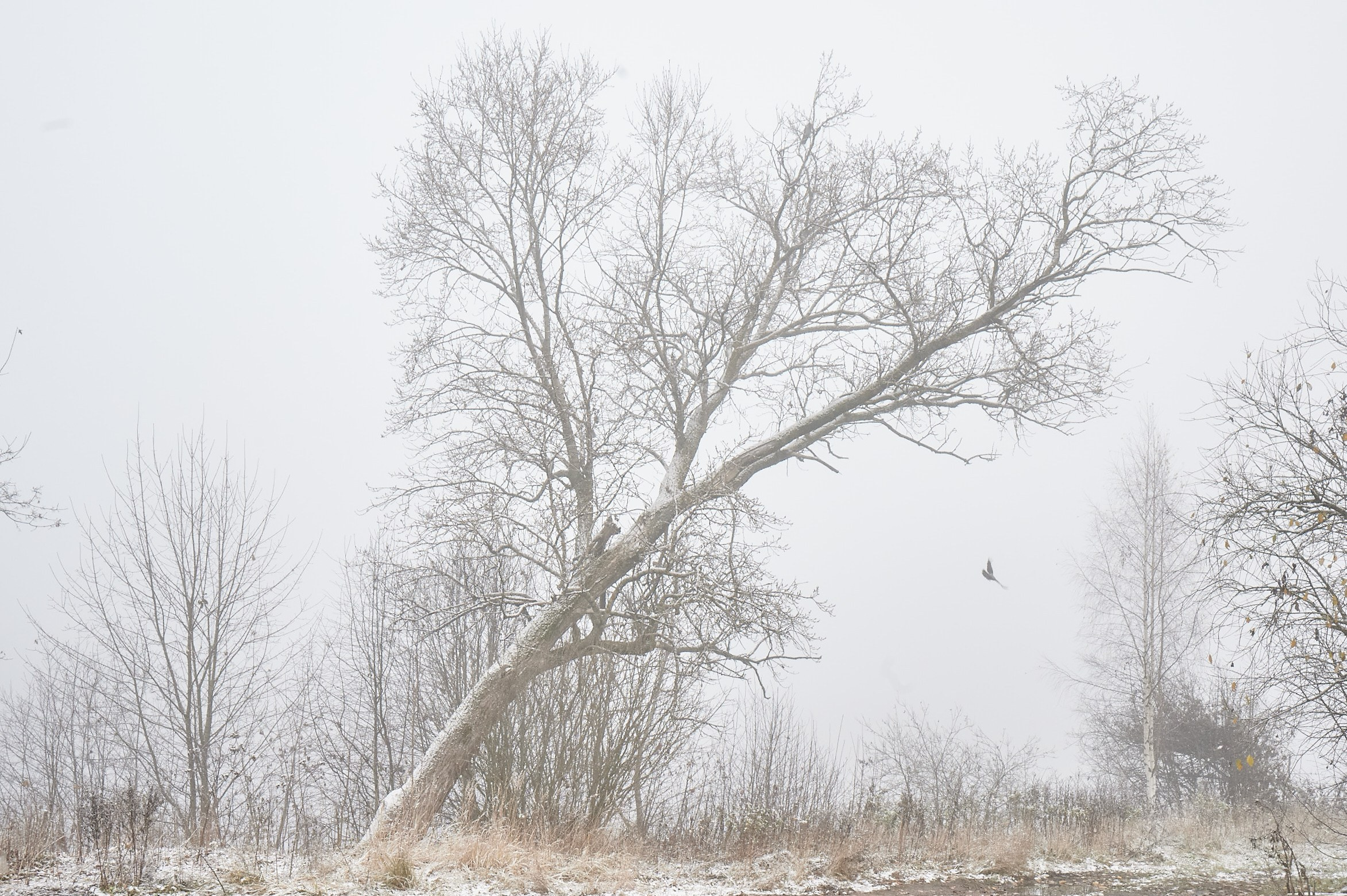 Серия фотографий. Irek Shamanaev. Visual artist