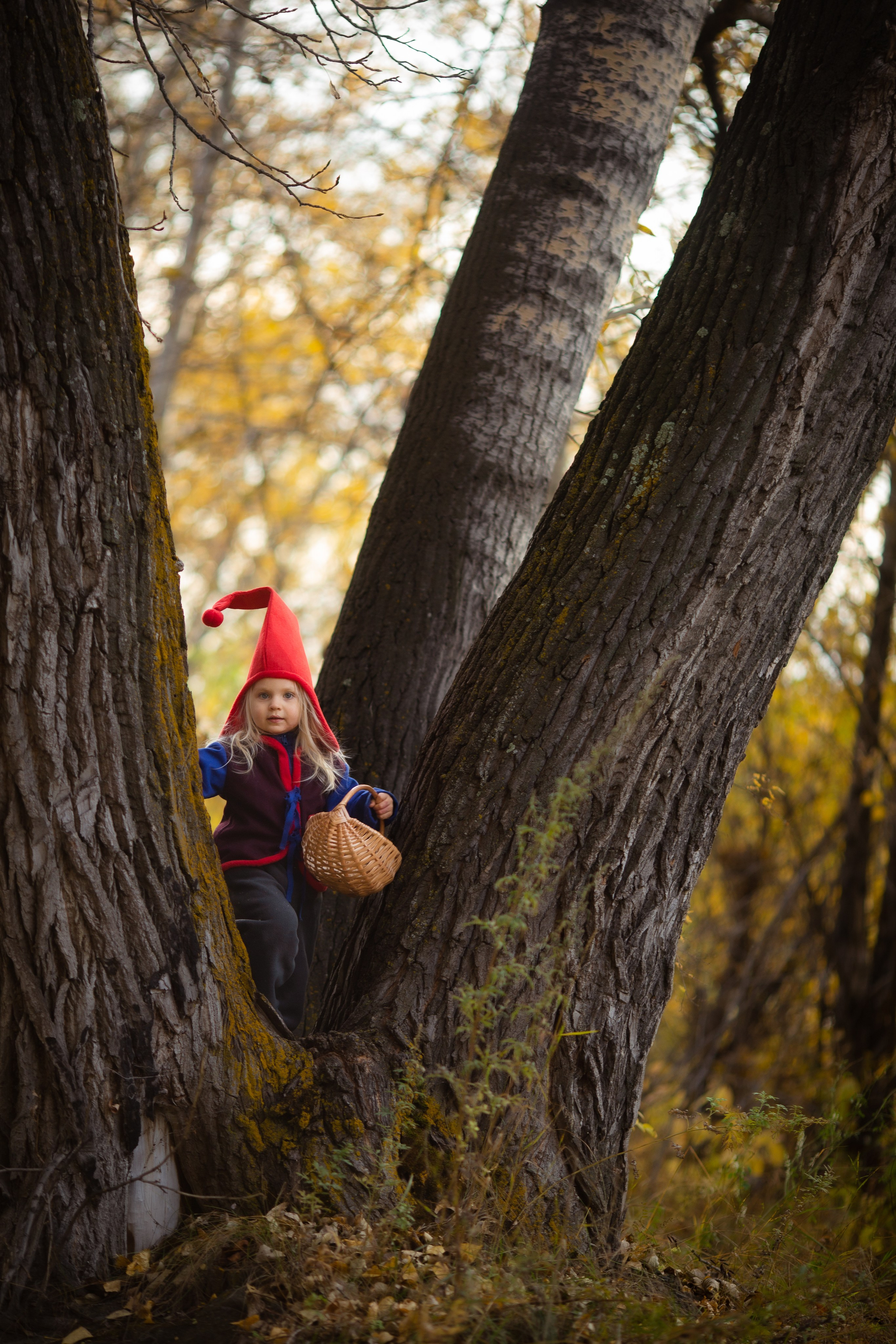 Лесные гномы