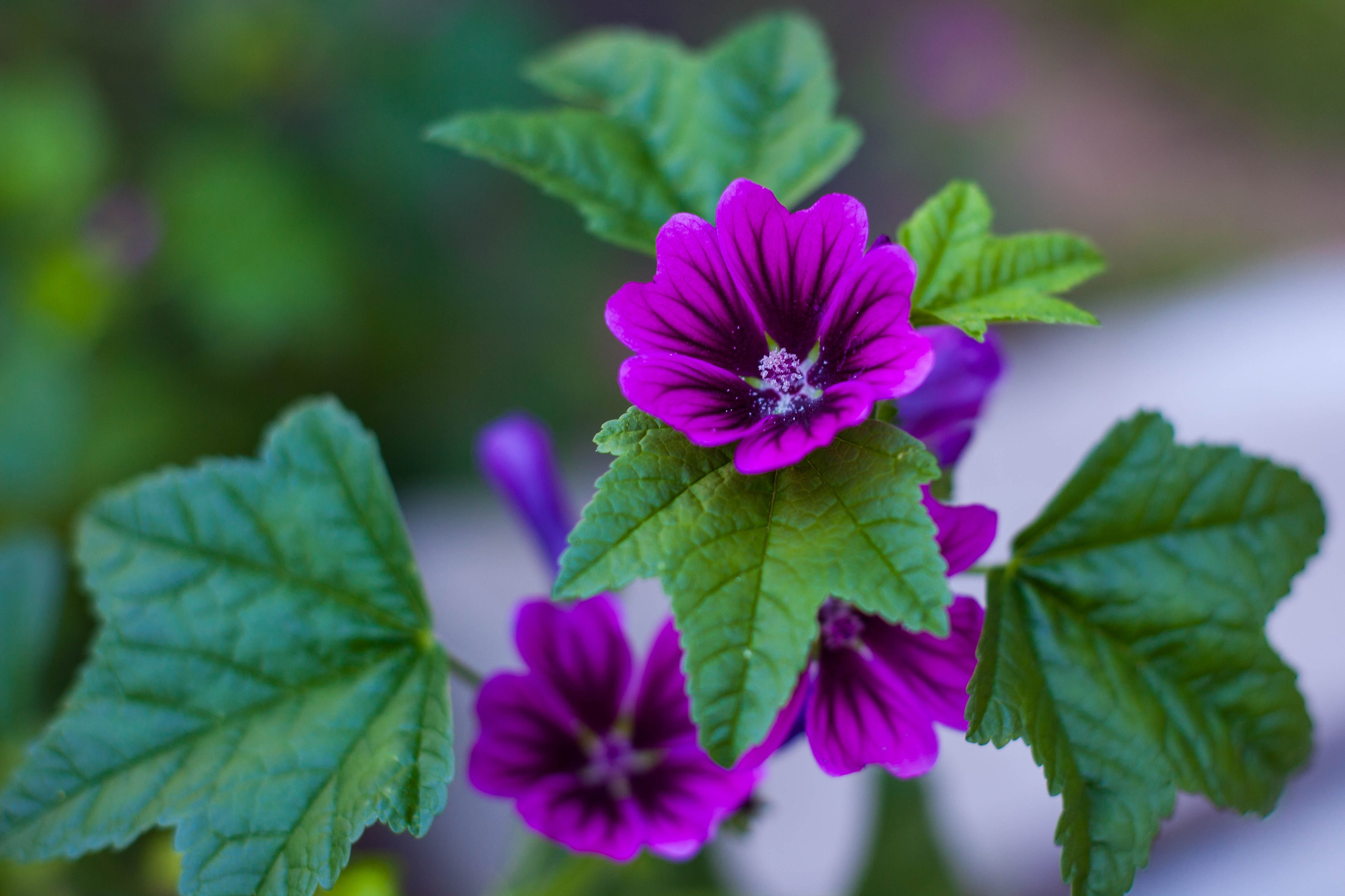 Провожаю лето. Slavilada-Лапки. Свет. Любовь… Профессиональная фотосессия питомцев Для памяти, пристройства и продажи. Хабаровск