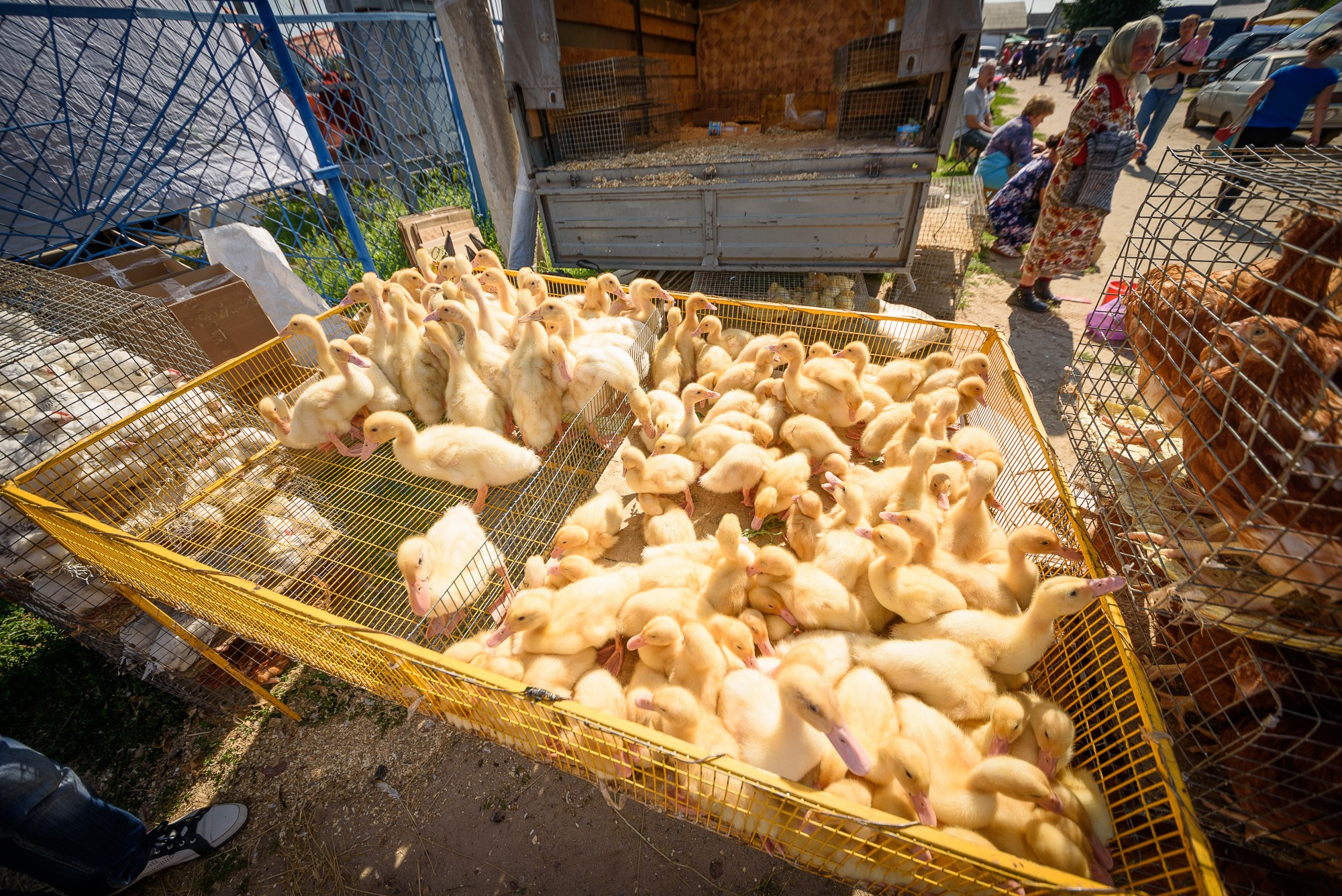 Гусята в коробке на рынке