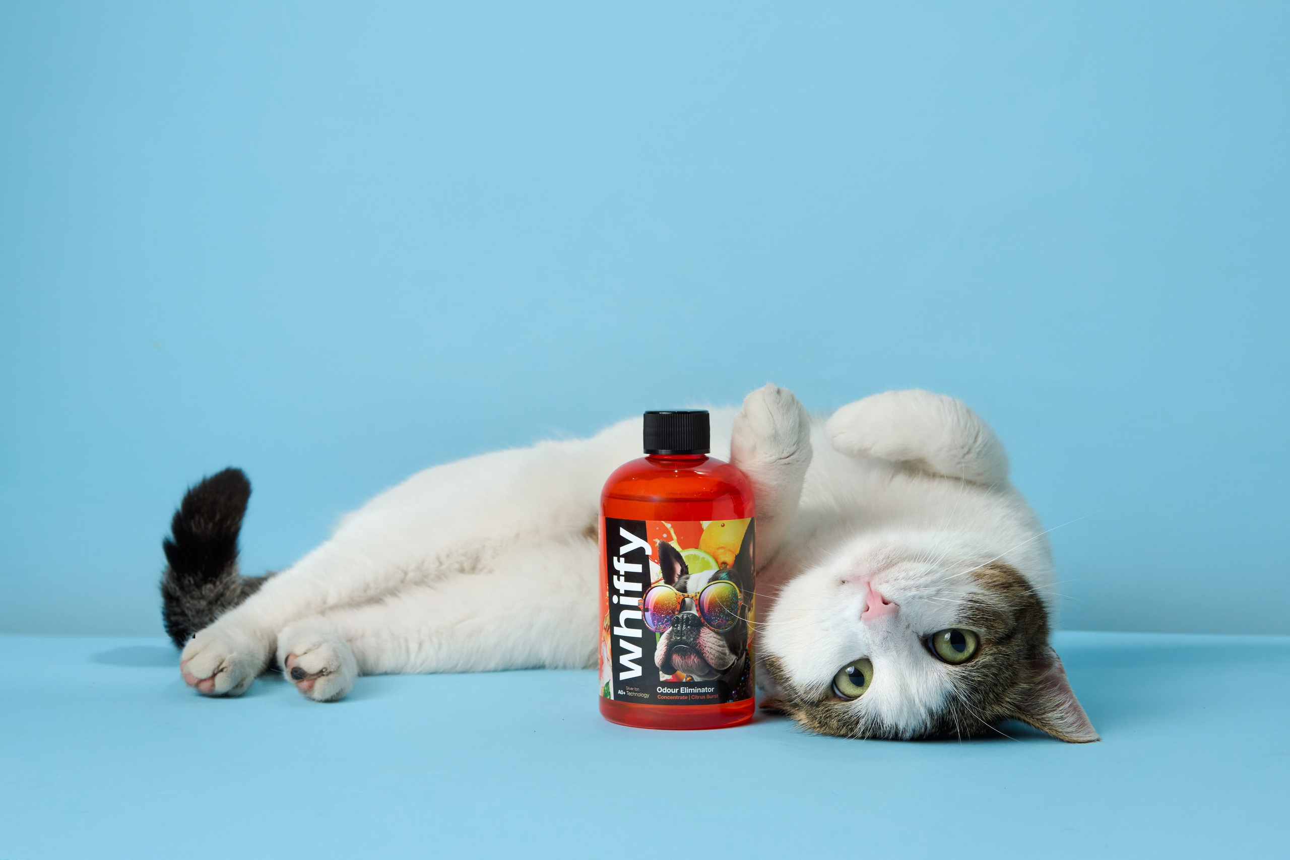 Pet Advertising Photography | Commercial Shoots with Dogs & Cats. Dog photographer Averianova Anna — Art photography of dogs