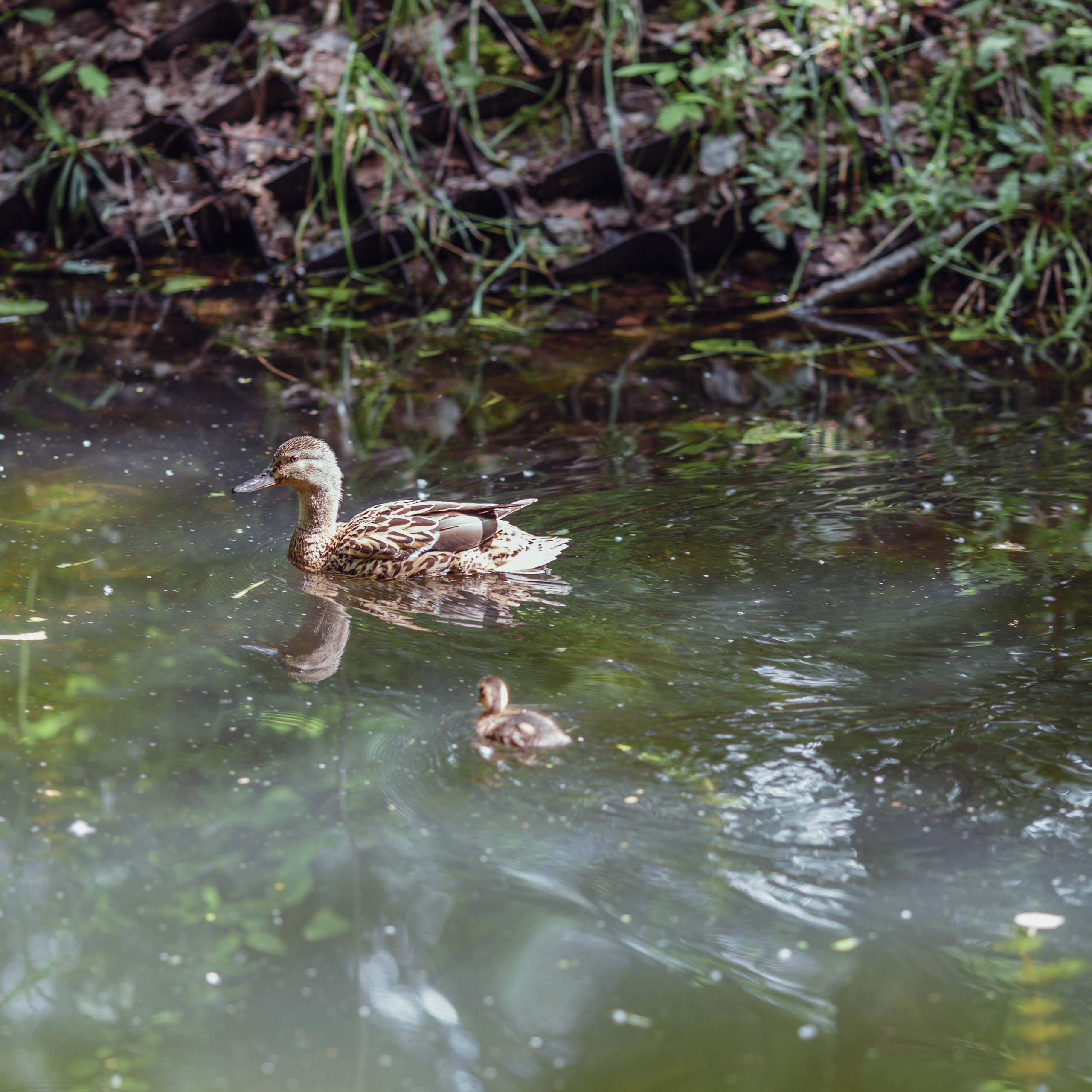Фотосессия Анастасия в Сокольниках. Фотограф — Евгений Свистков