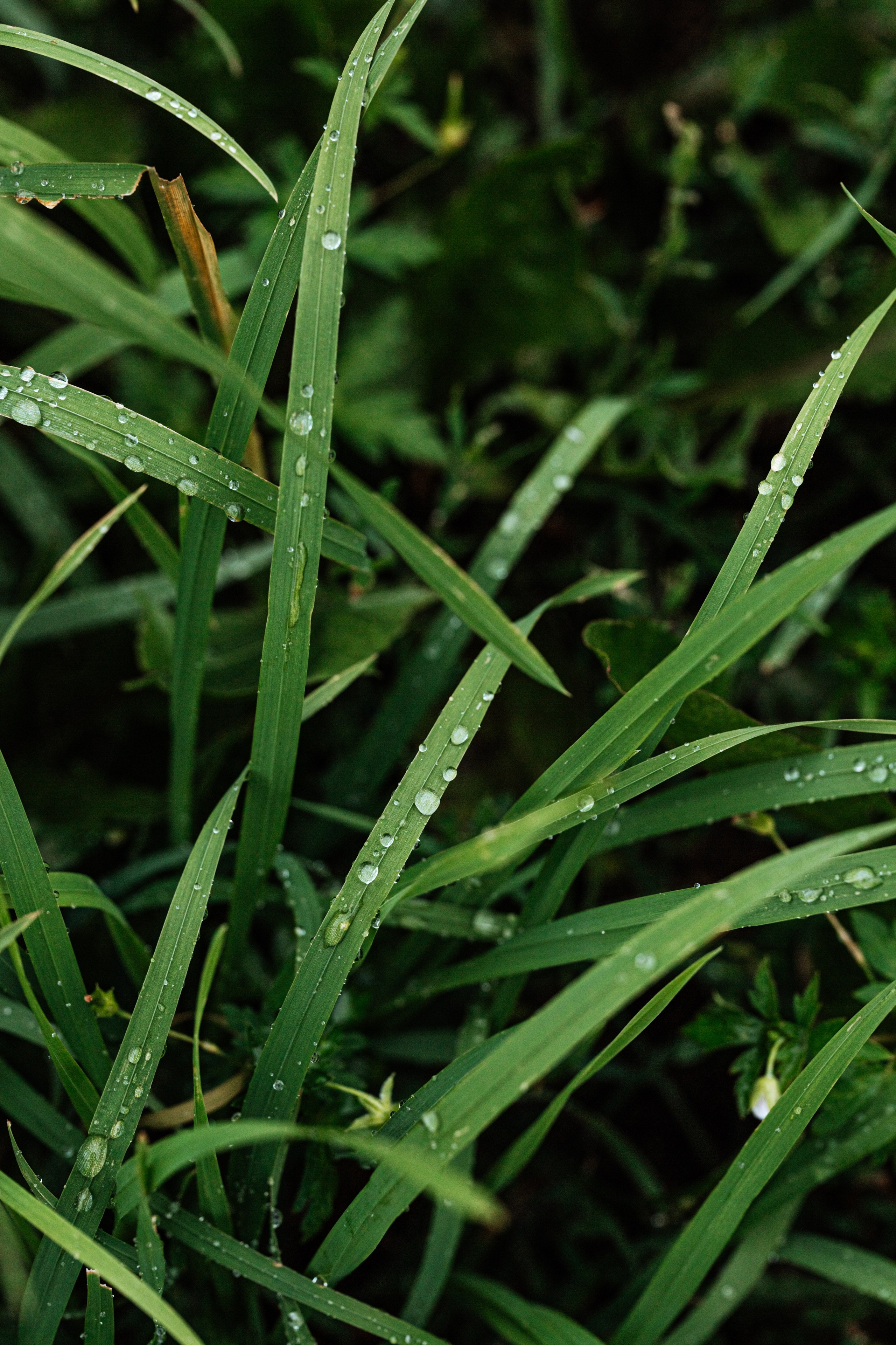 Green. Фотограф Олеся Кавлакан