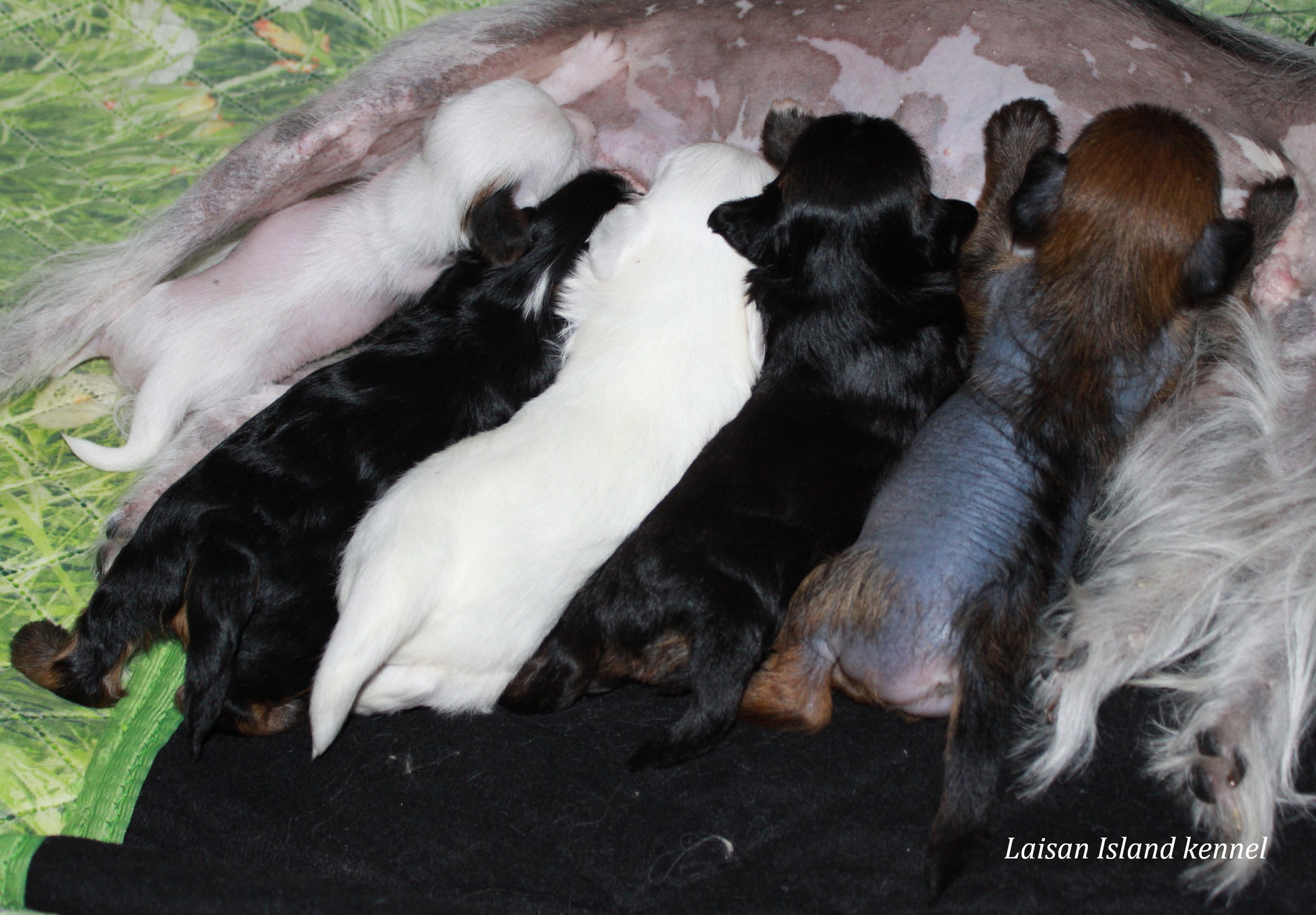 Puppies are 3 weeks old