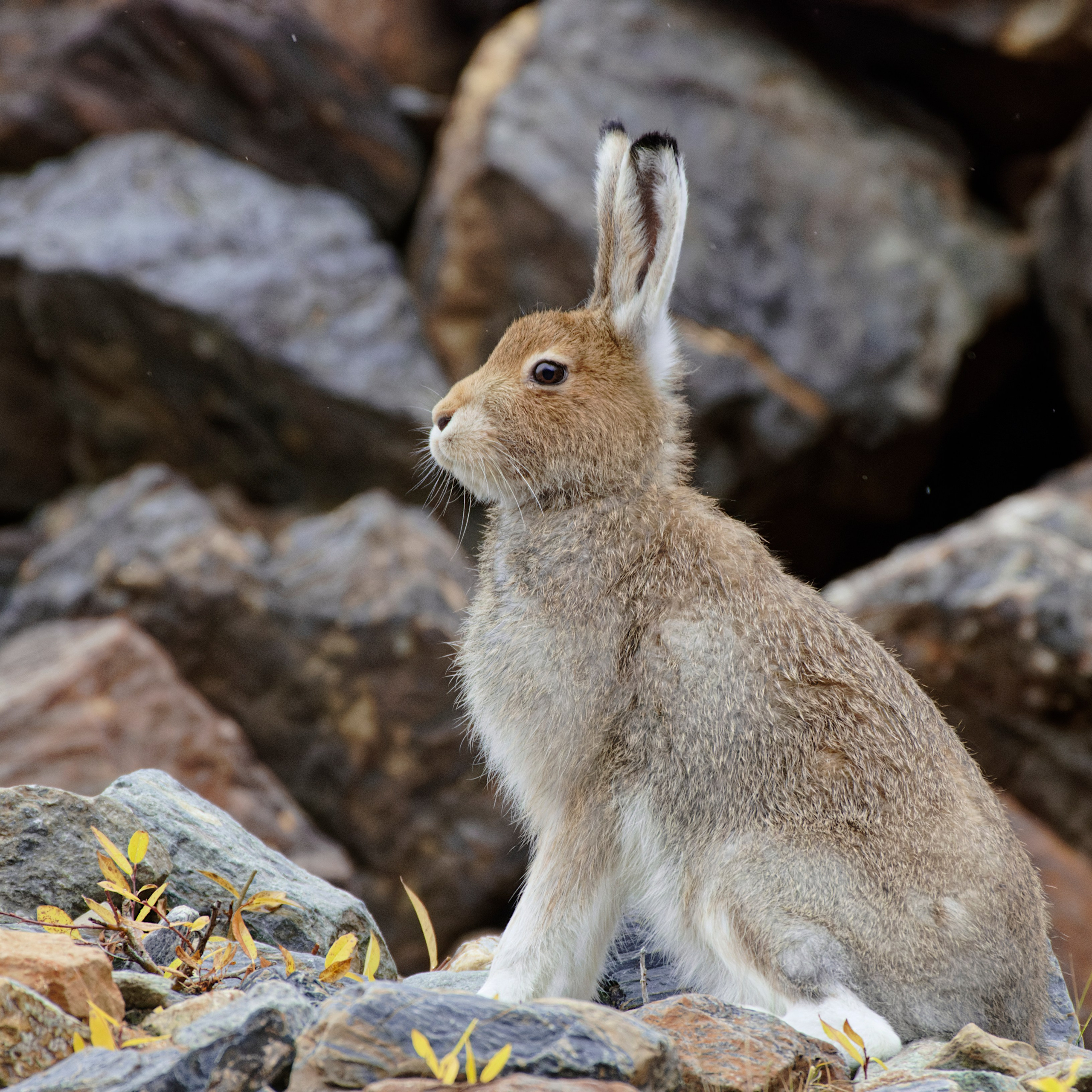 Это не фотошоп. Я видел это в горах Алтая. Семоха Валерий. Фотограф