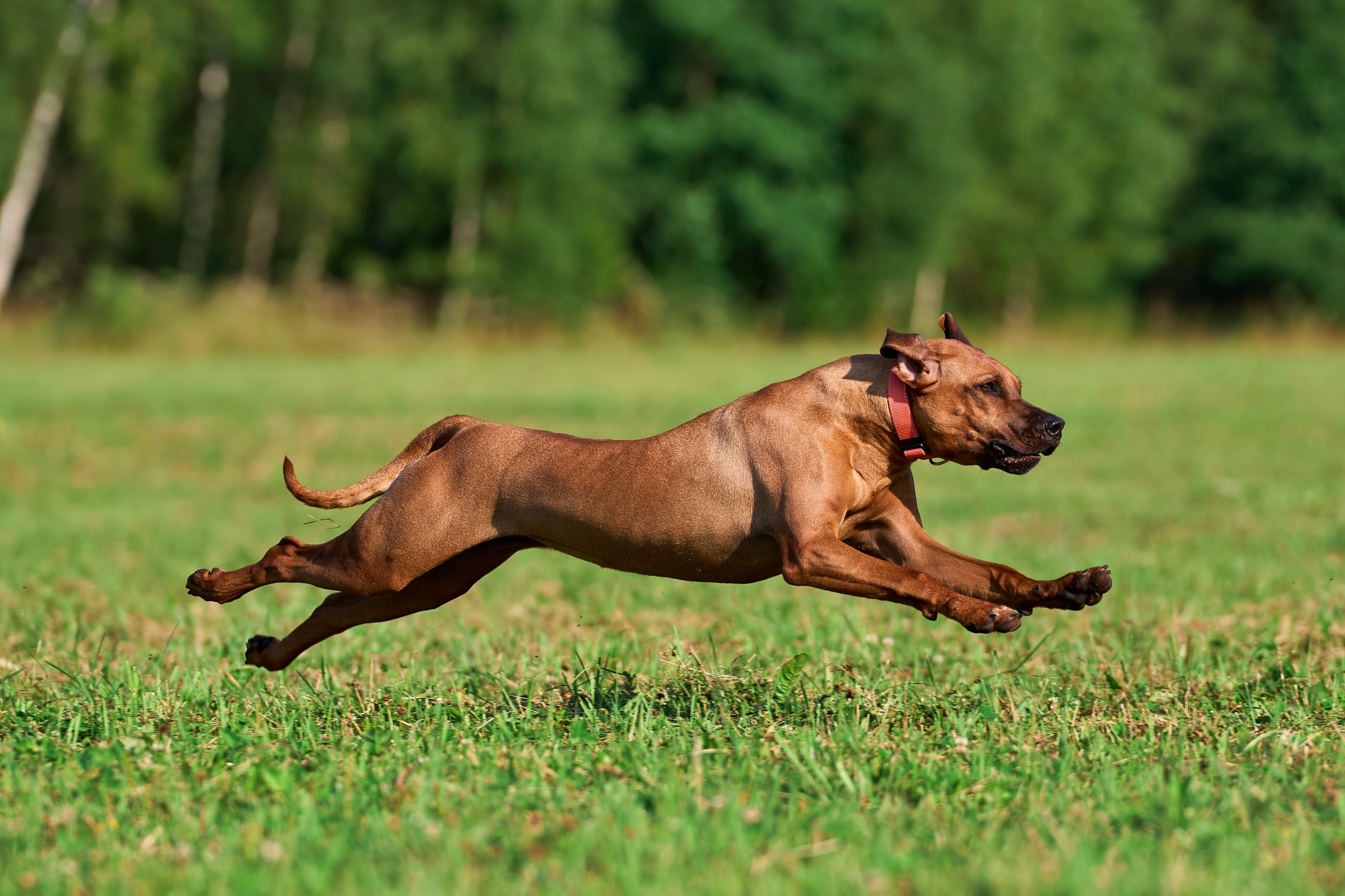 Тренировка в Донино. Фотограф-анималист Михаил Манухин