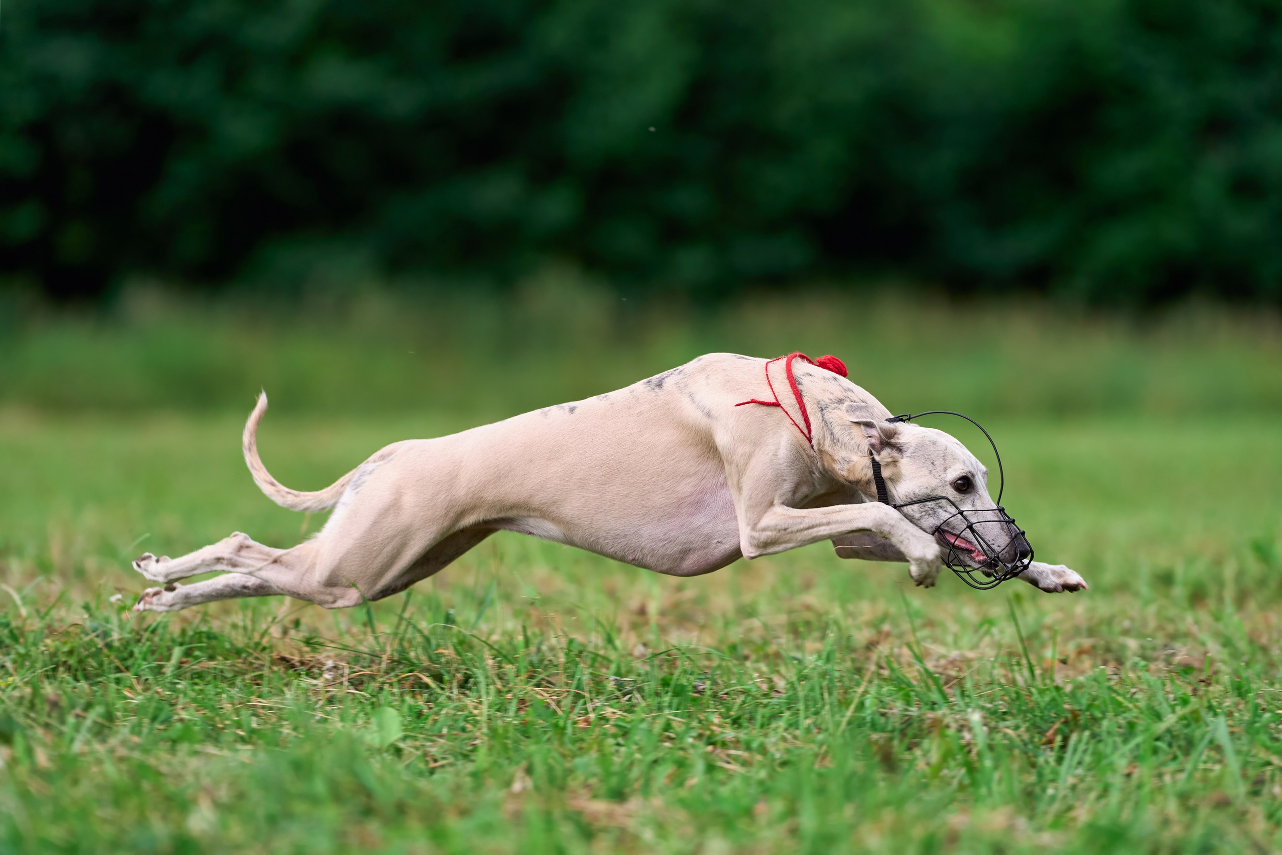 Тренировка в Донино. Фотограф-анималист Михаил Манухин