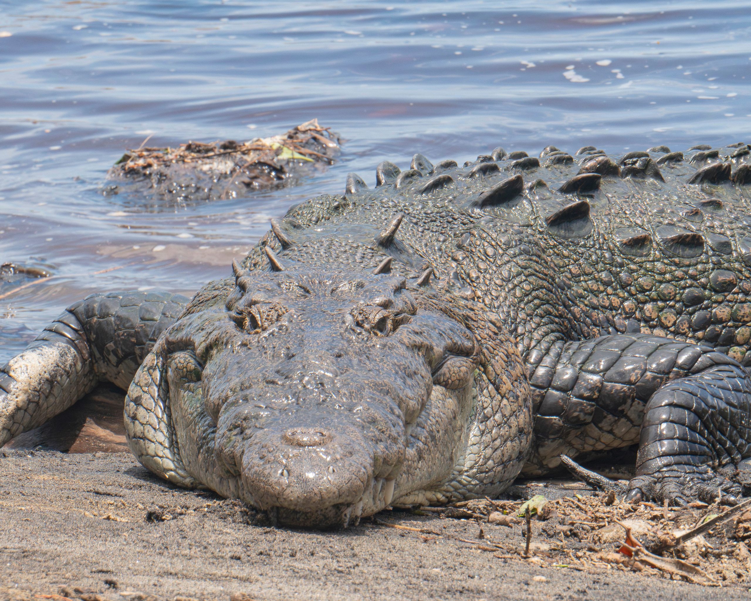 Crocos’ Paradise. CDMX Photography | Alex Klenin| Portrait & Event Photographer