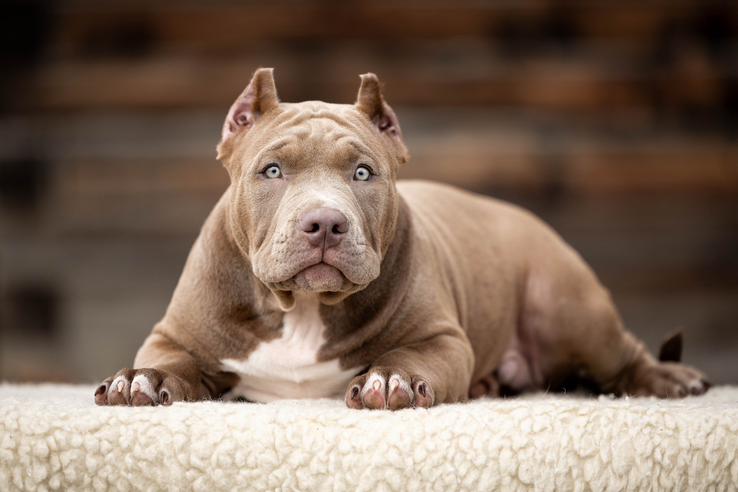 Фотограф Анималист в Перми Анастасия Остерман